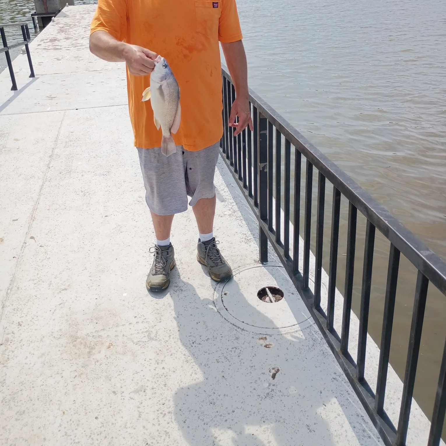 Freshwater drum caught on Fishbrain