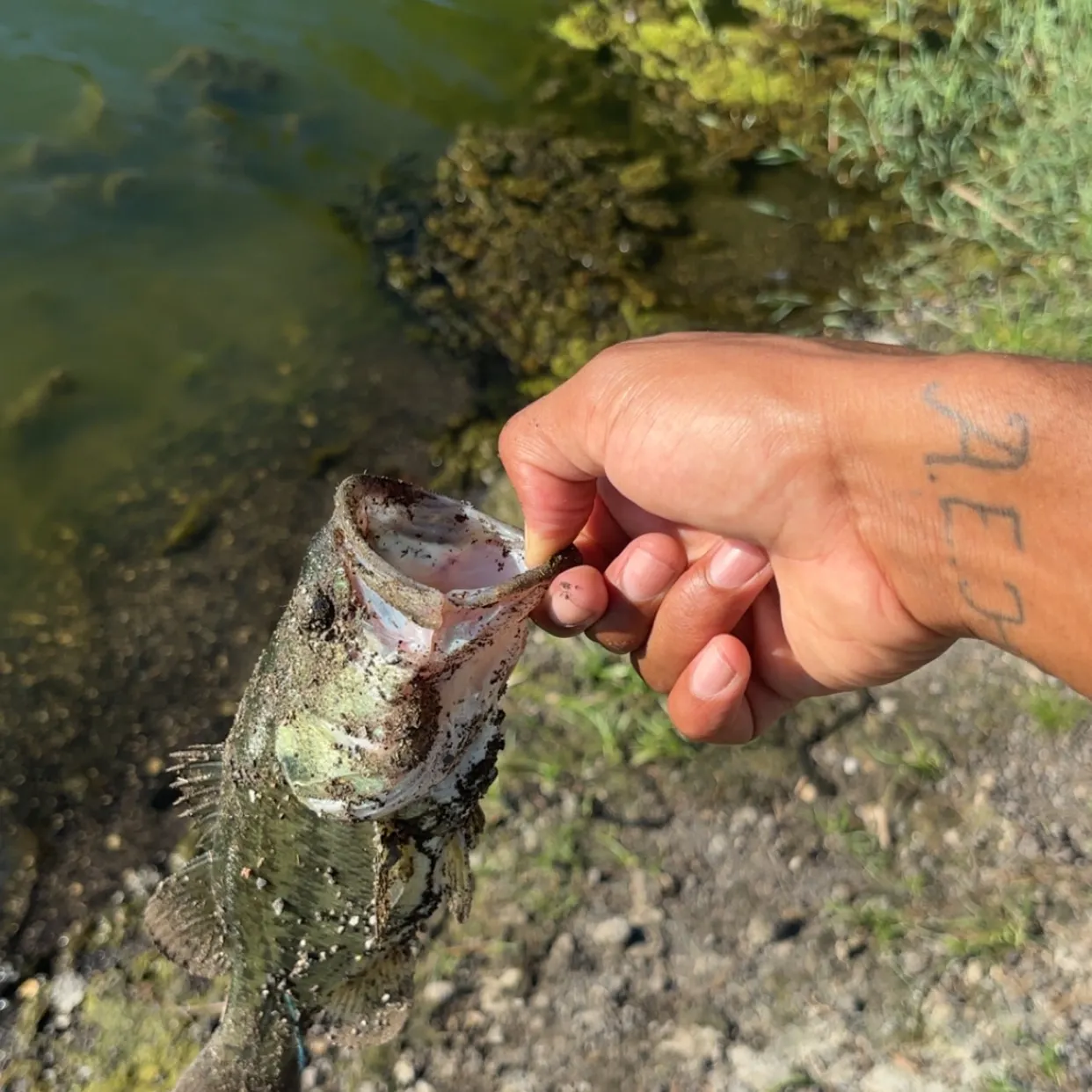 Largemouth bass caught on Fishbrain