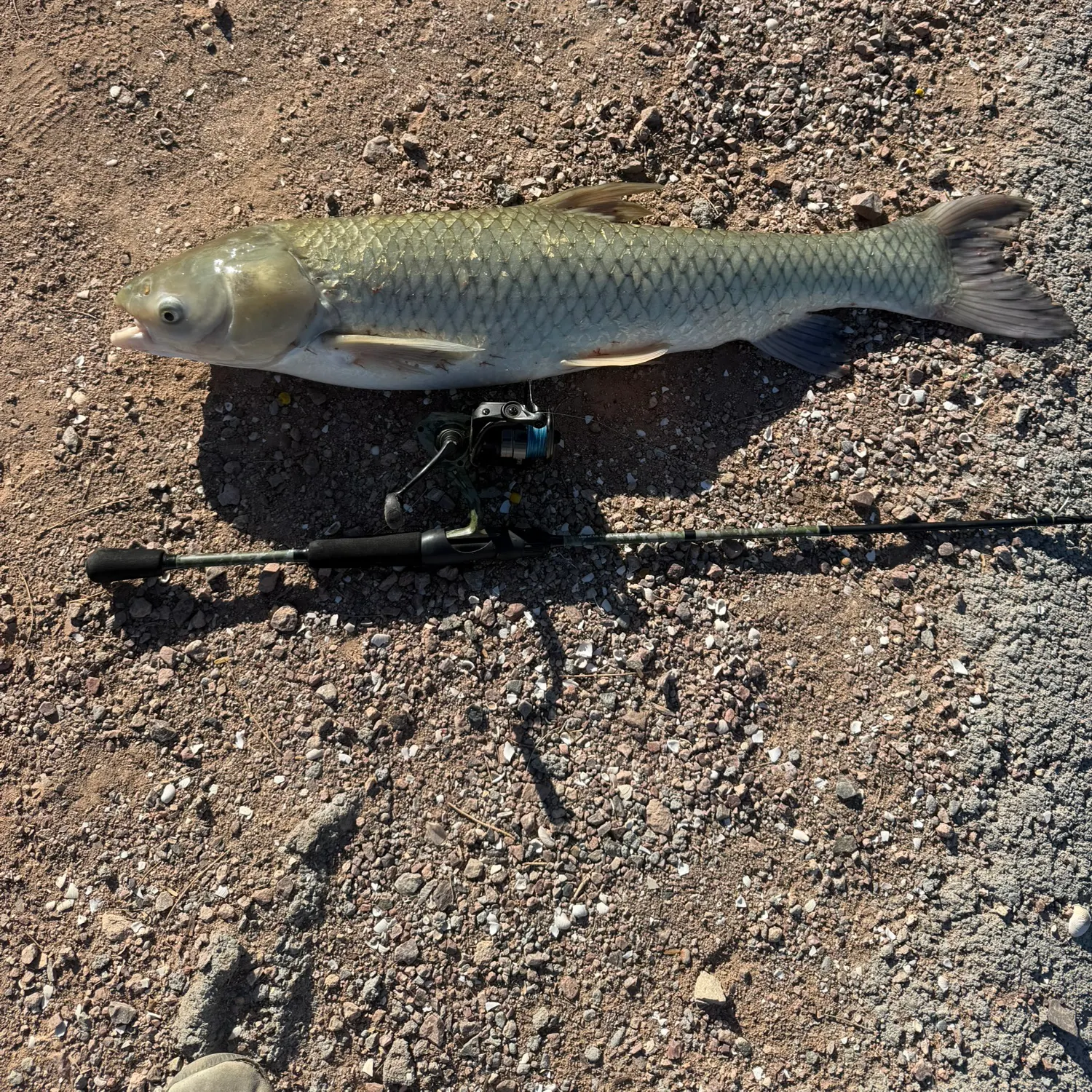 Grass carp caught on Fishbrain