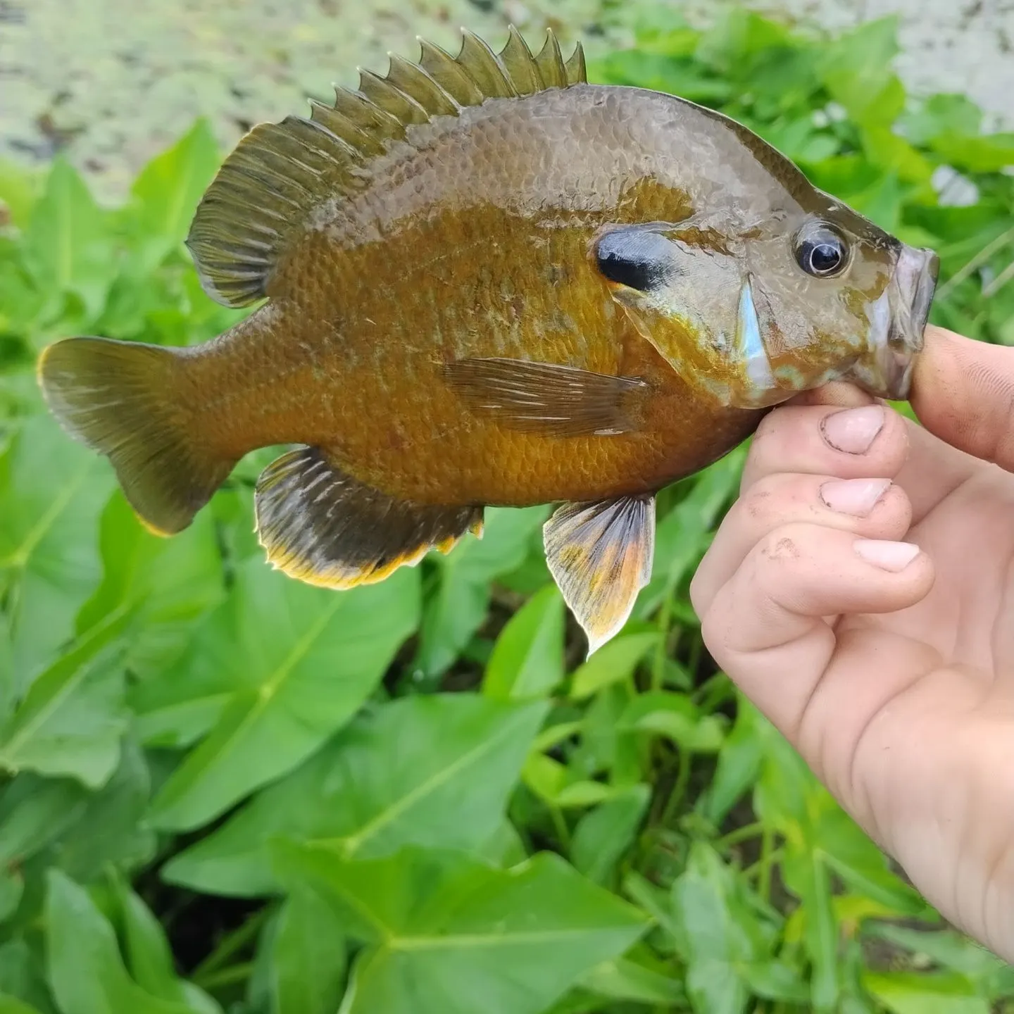 The most recent Greengill hybrid catches on Fishbrain