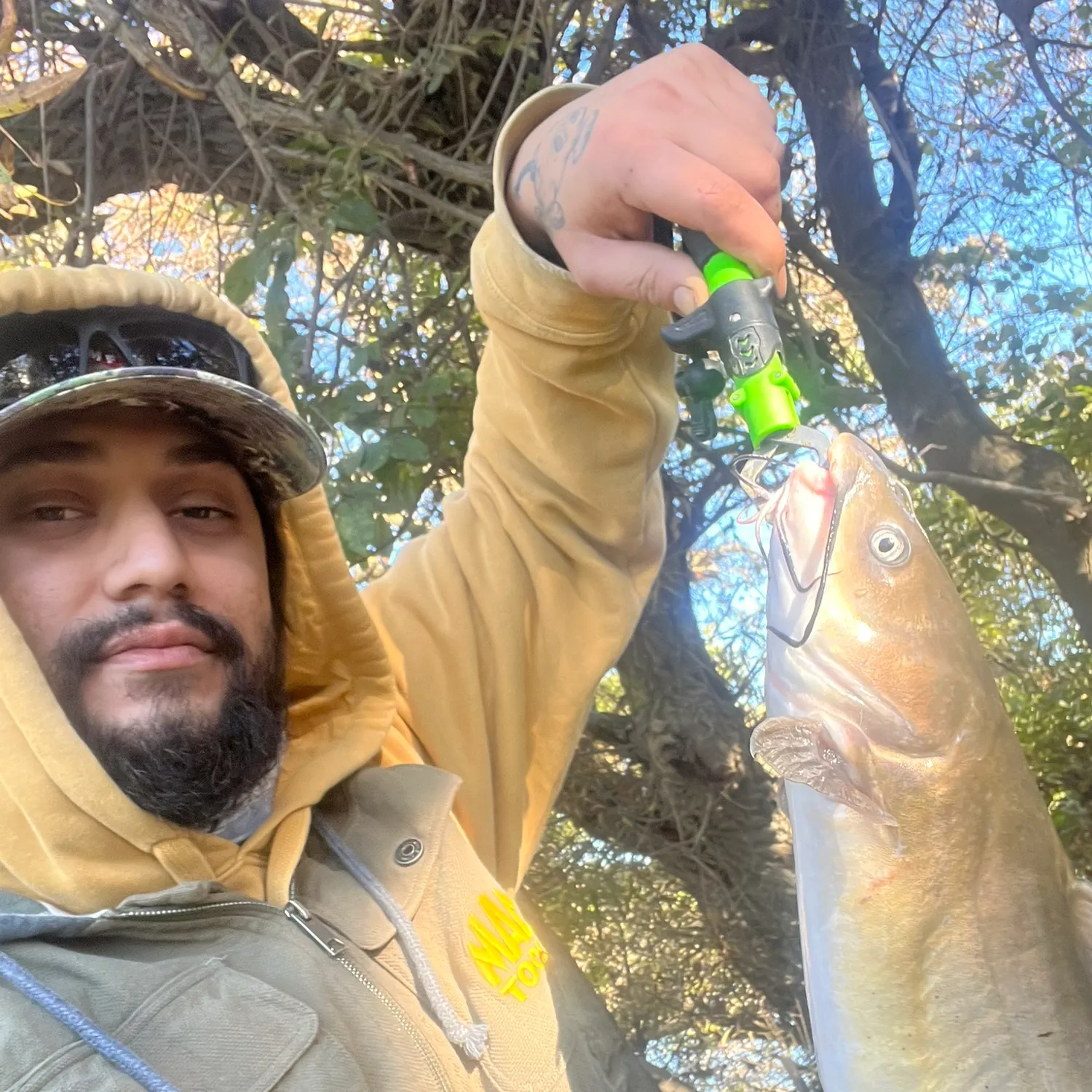 Channel catfish caught on Fishbrain