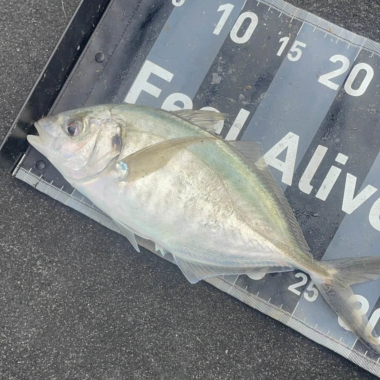The most recent White trevally catches on Fishbrain