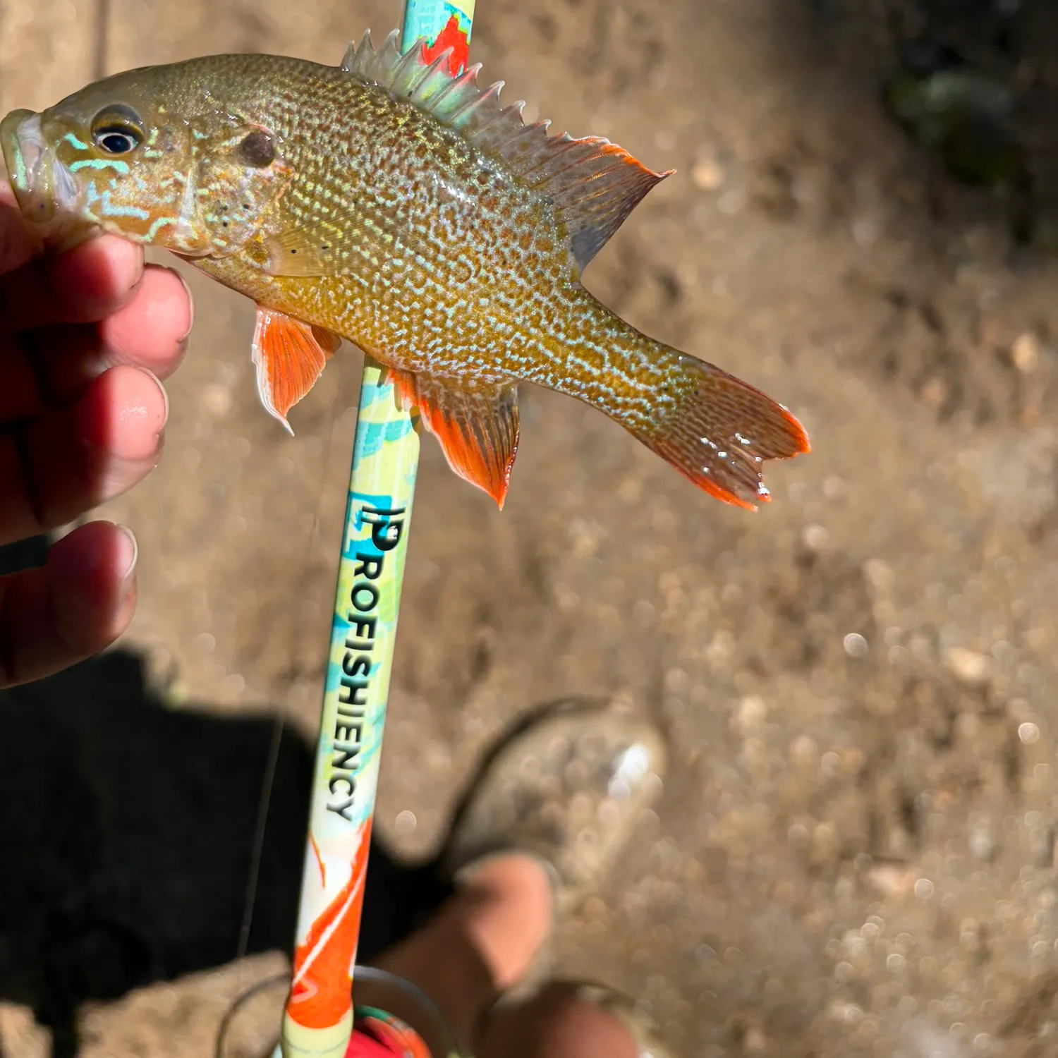 The most recent Longear x green sunfish catches on Fishbrain
