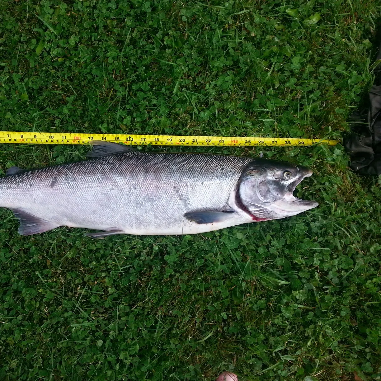 Fish caught on Fishbrain