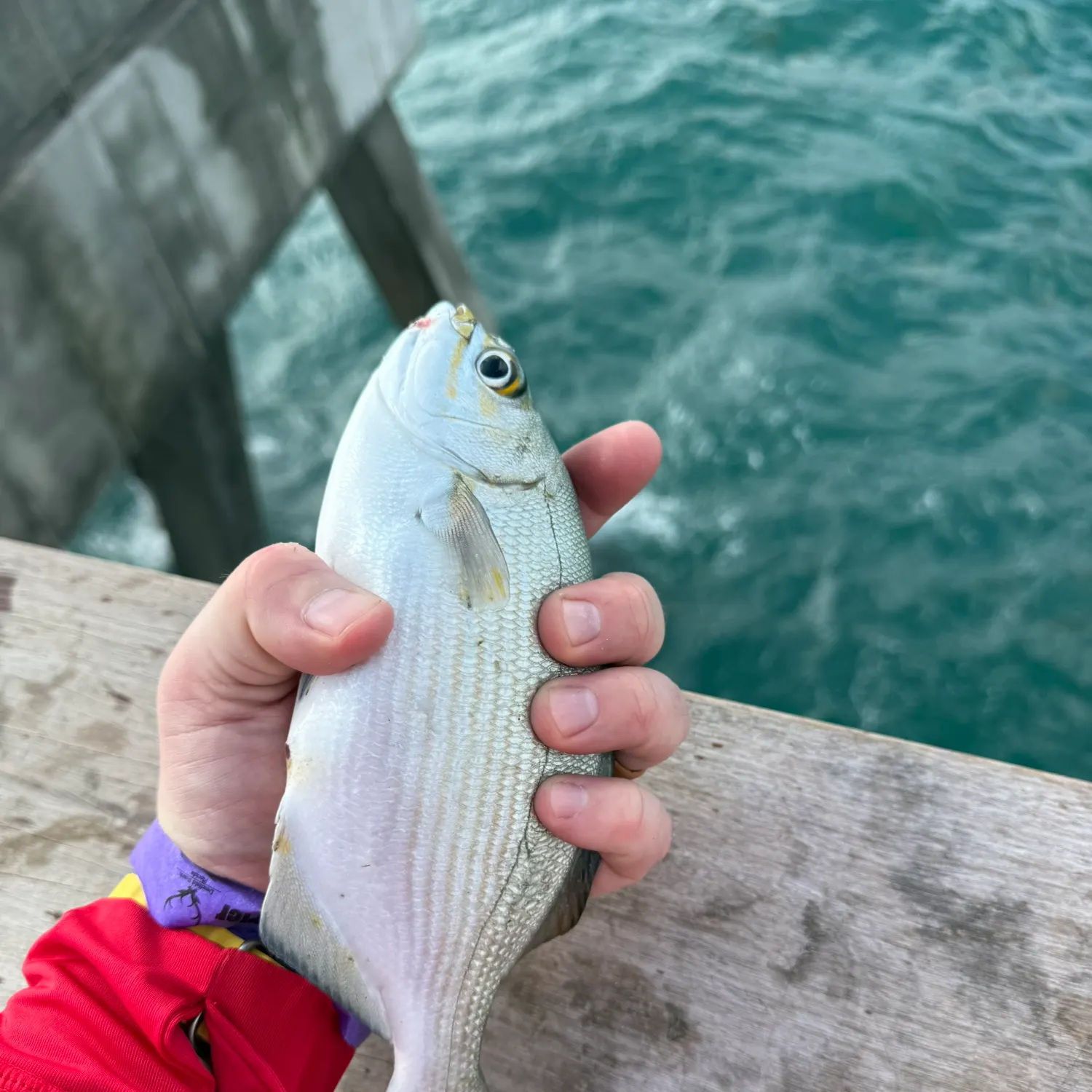 The most recent Bermuda sea chub catches on Fishbrain
