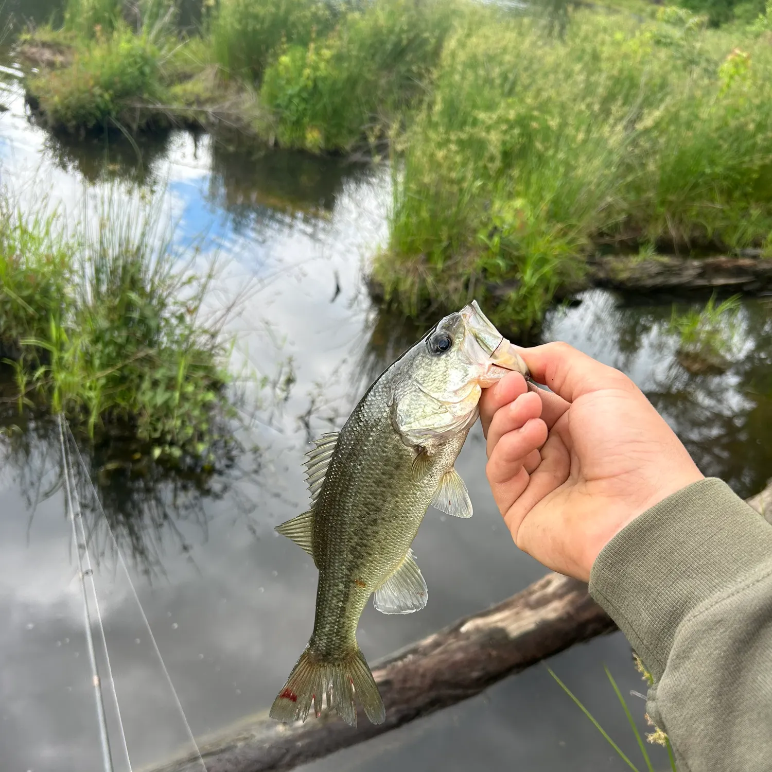 angler catch