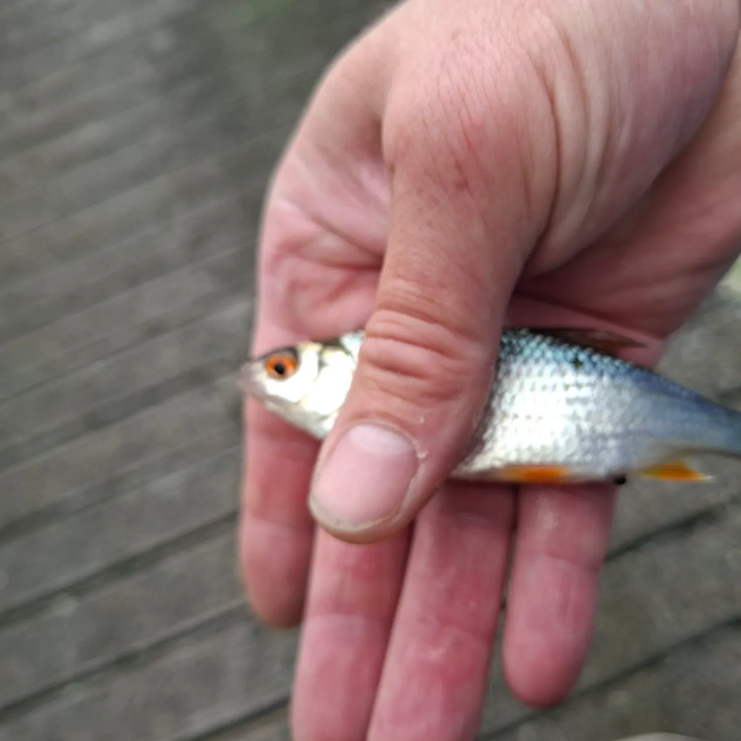 Common roach caught on Fishbrain