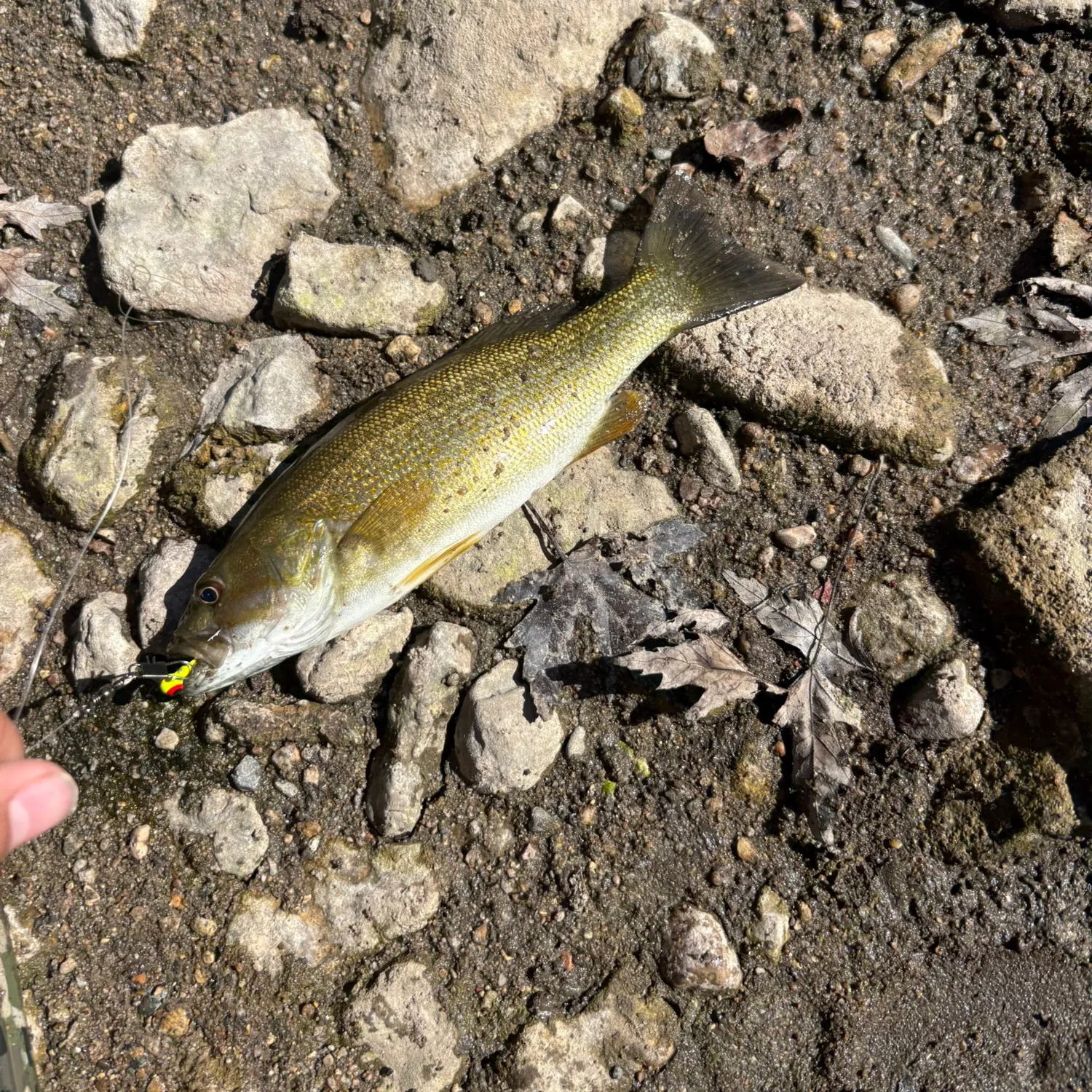 Smallmouth bass caught on Fishbrain