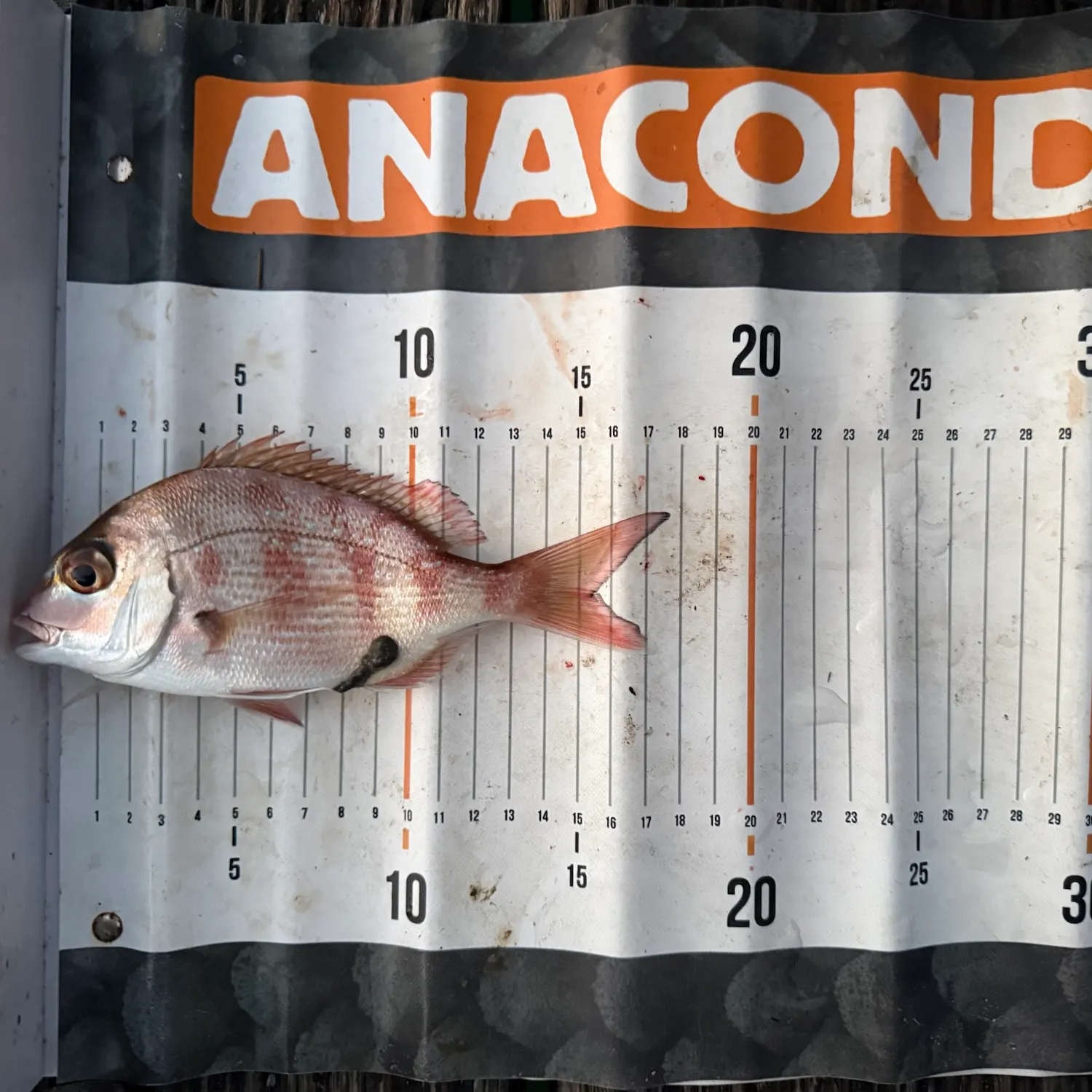 The most recent Australasian snapper catches on Fishbrain