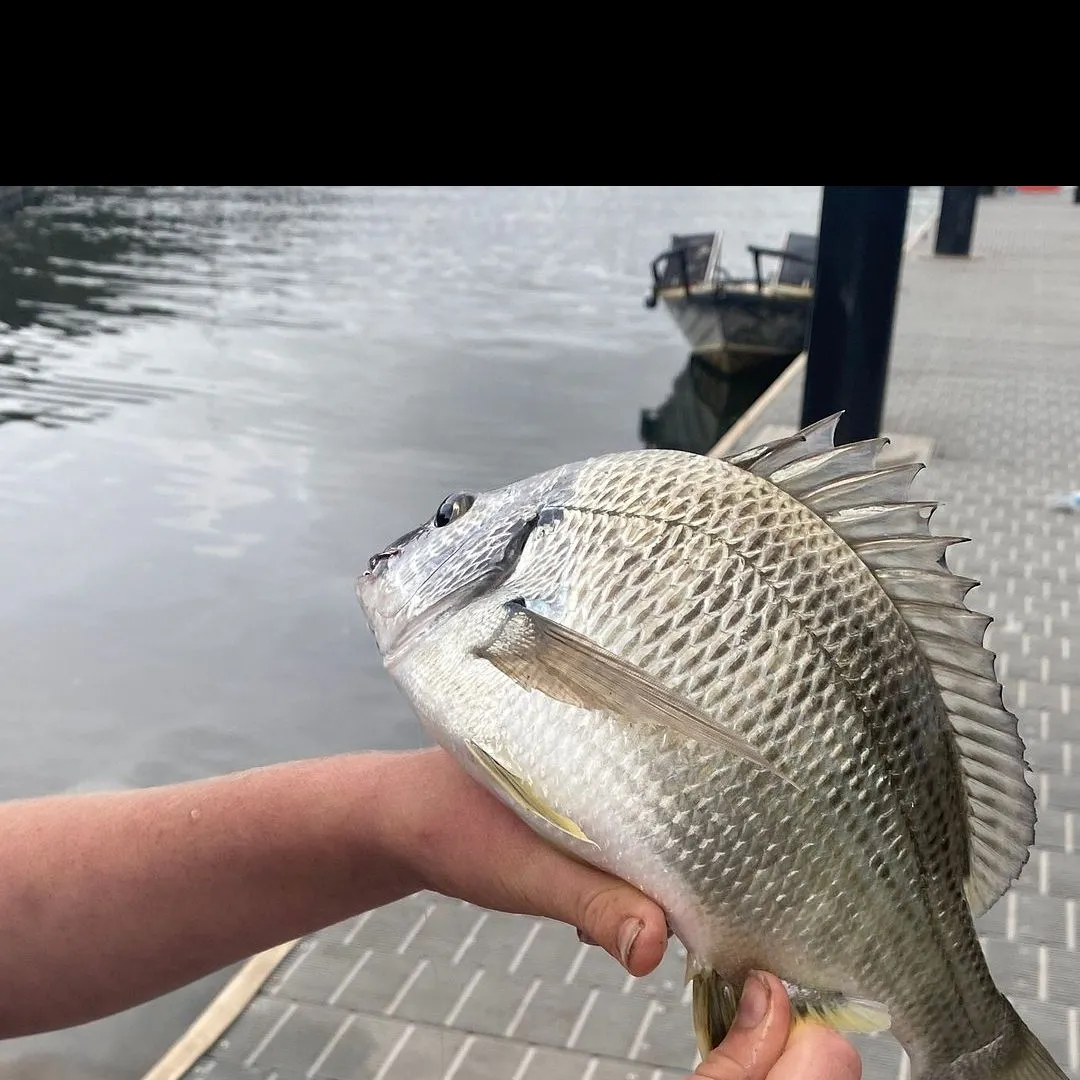 The most recent Surf bream catches on Fishbrain
