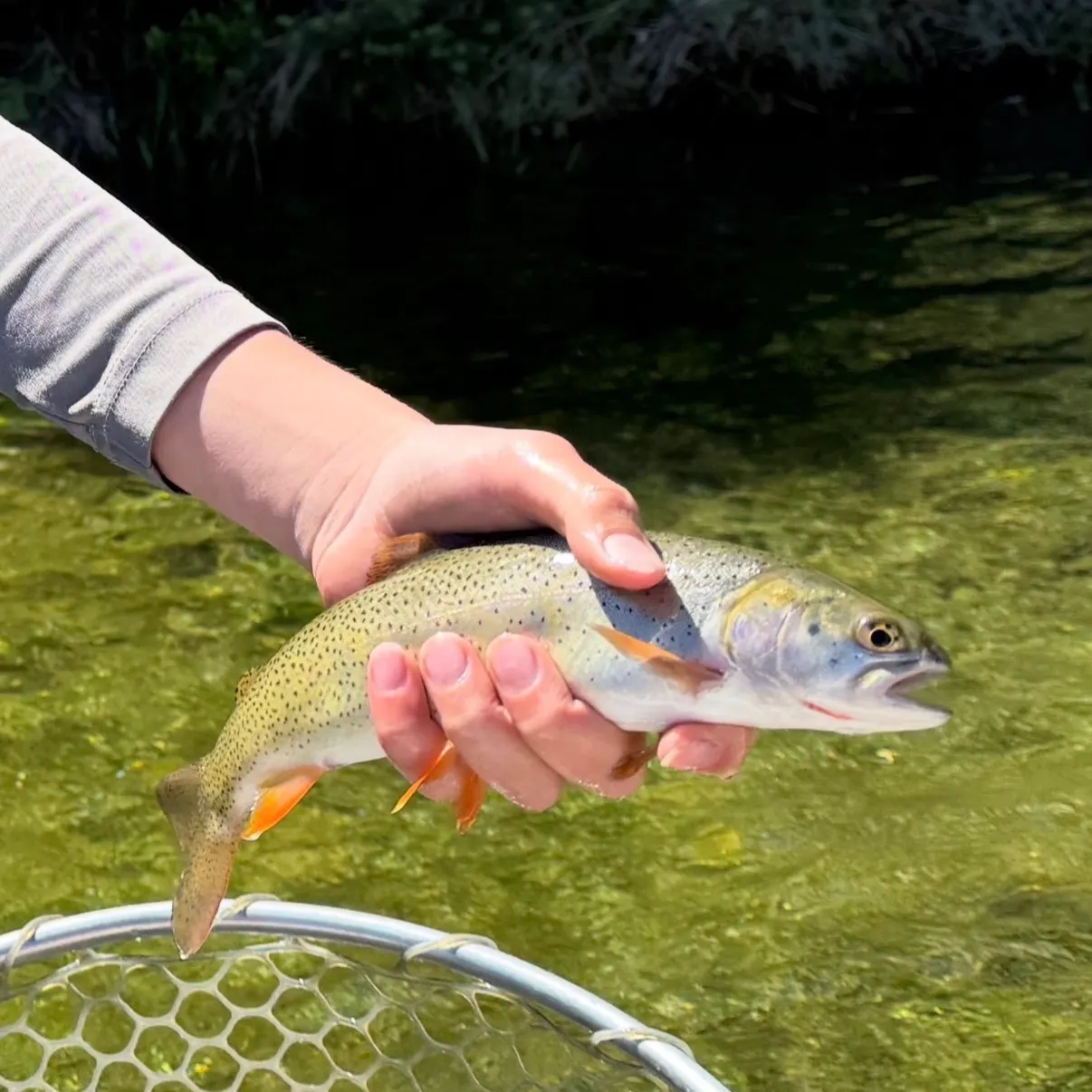 The most recent Snake River fine-spotted cutthroat trout catches on Fishbrain
