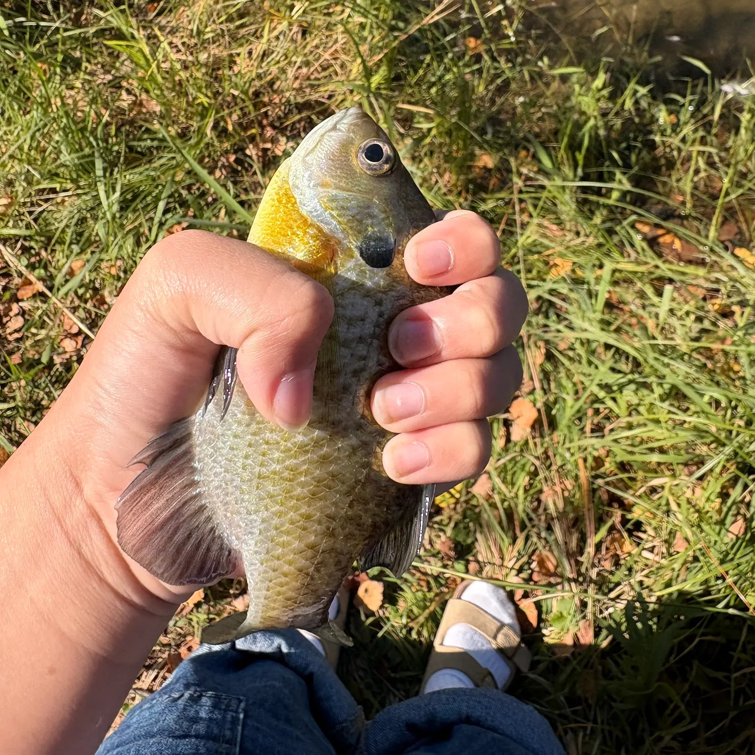 Bluegill caught on Fishbrain