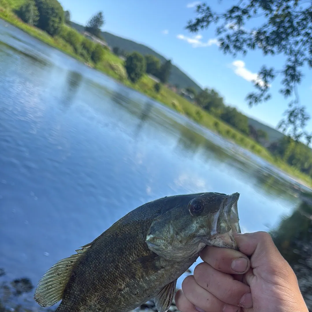 Smallmouth bass caught on Fishbrain