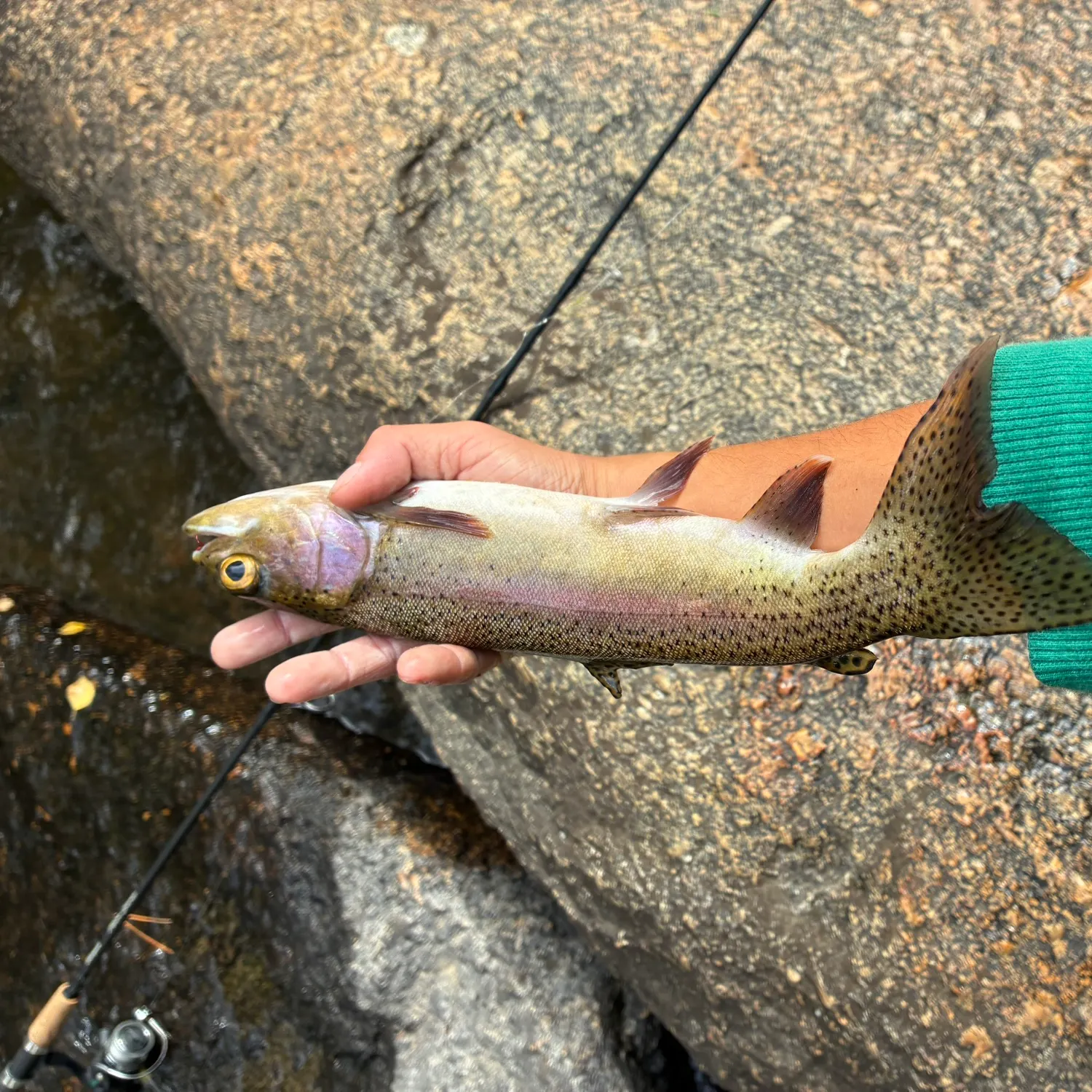 Rainbow trout caught on Fishbrain