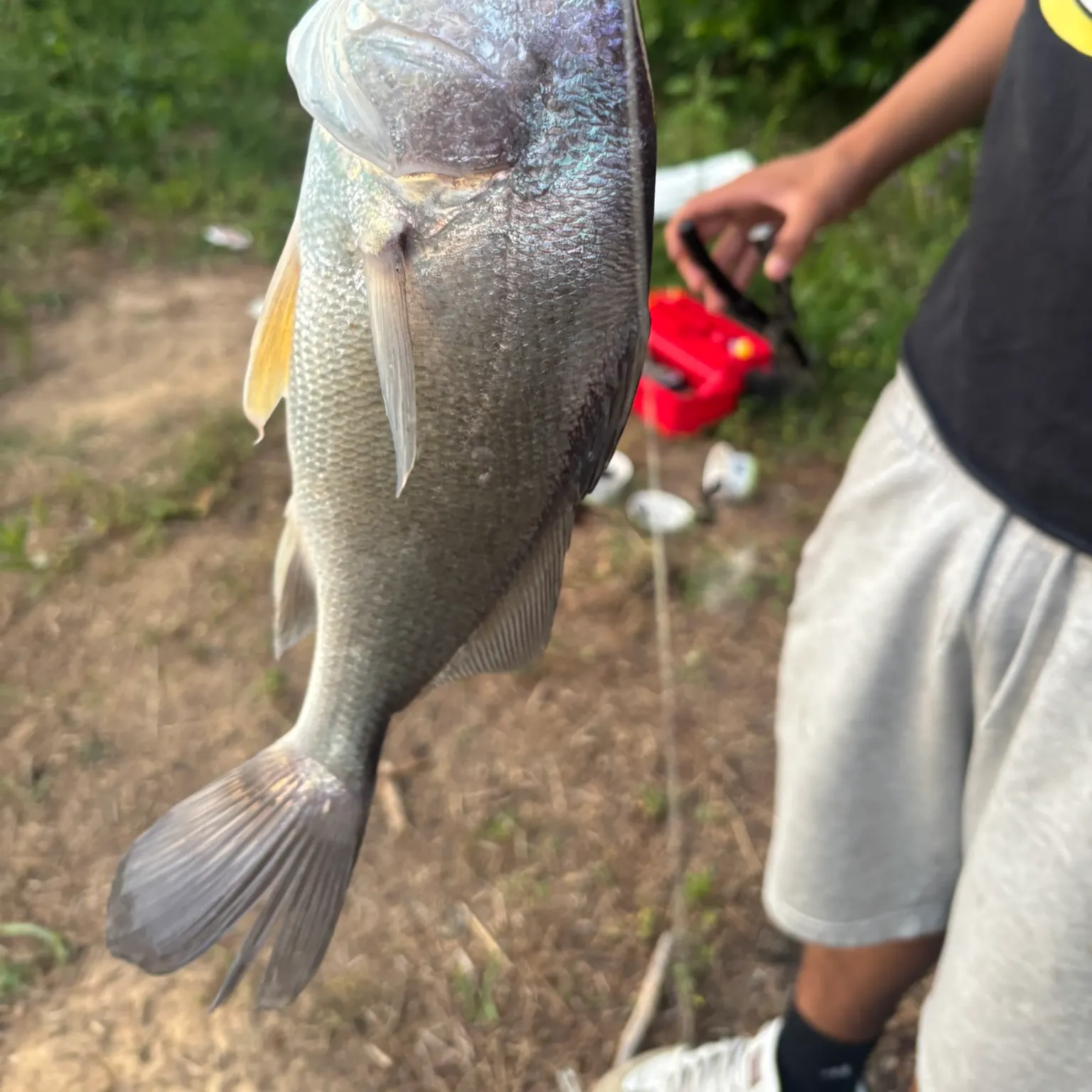 The most recent Freshwater drum catches on Fishbrain