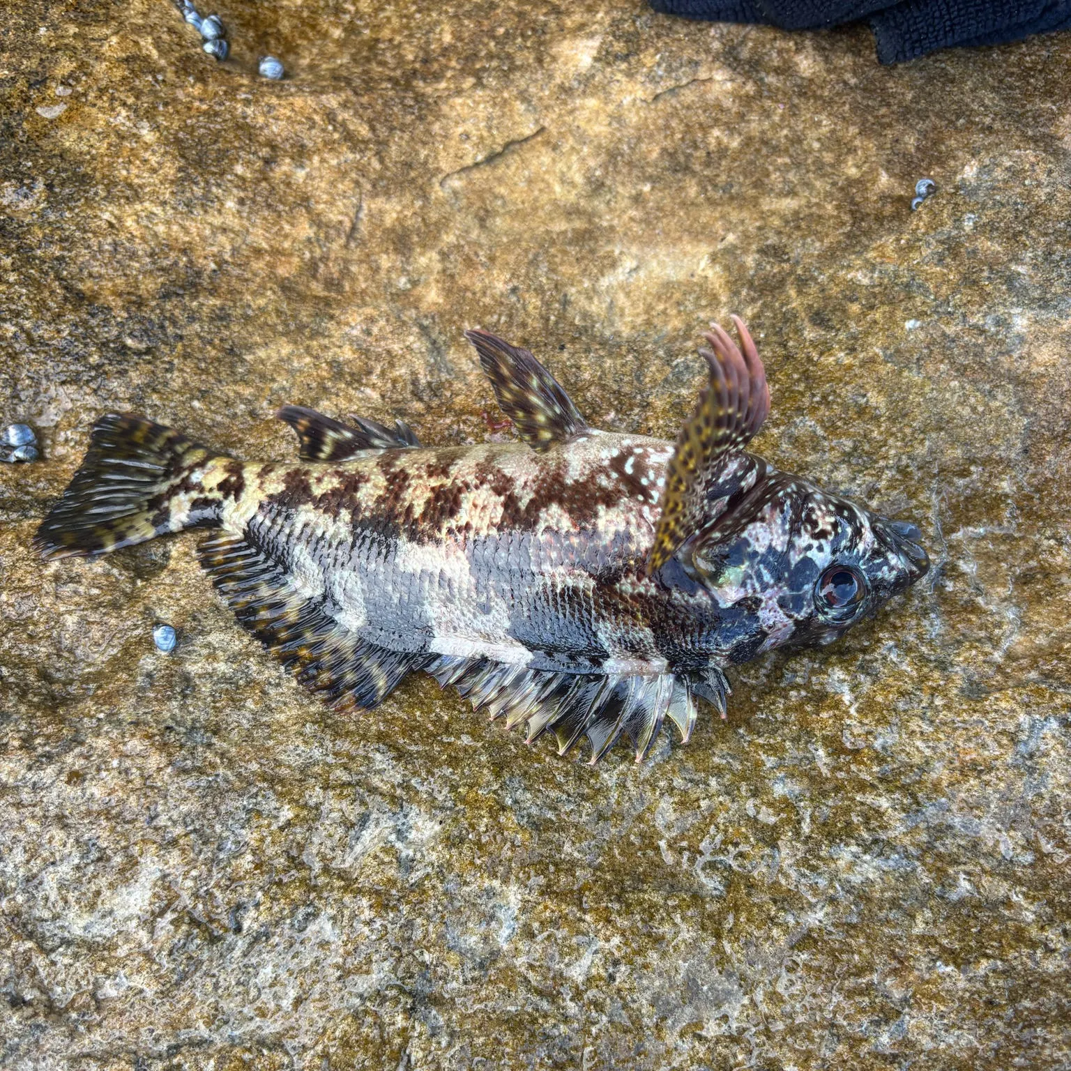 The most recent Bullrout catches on Fishbrain