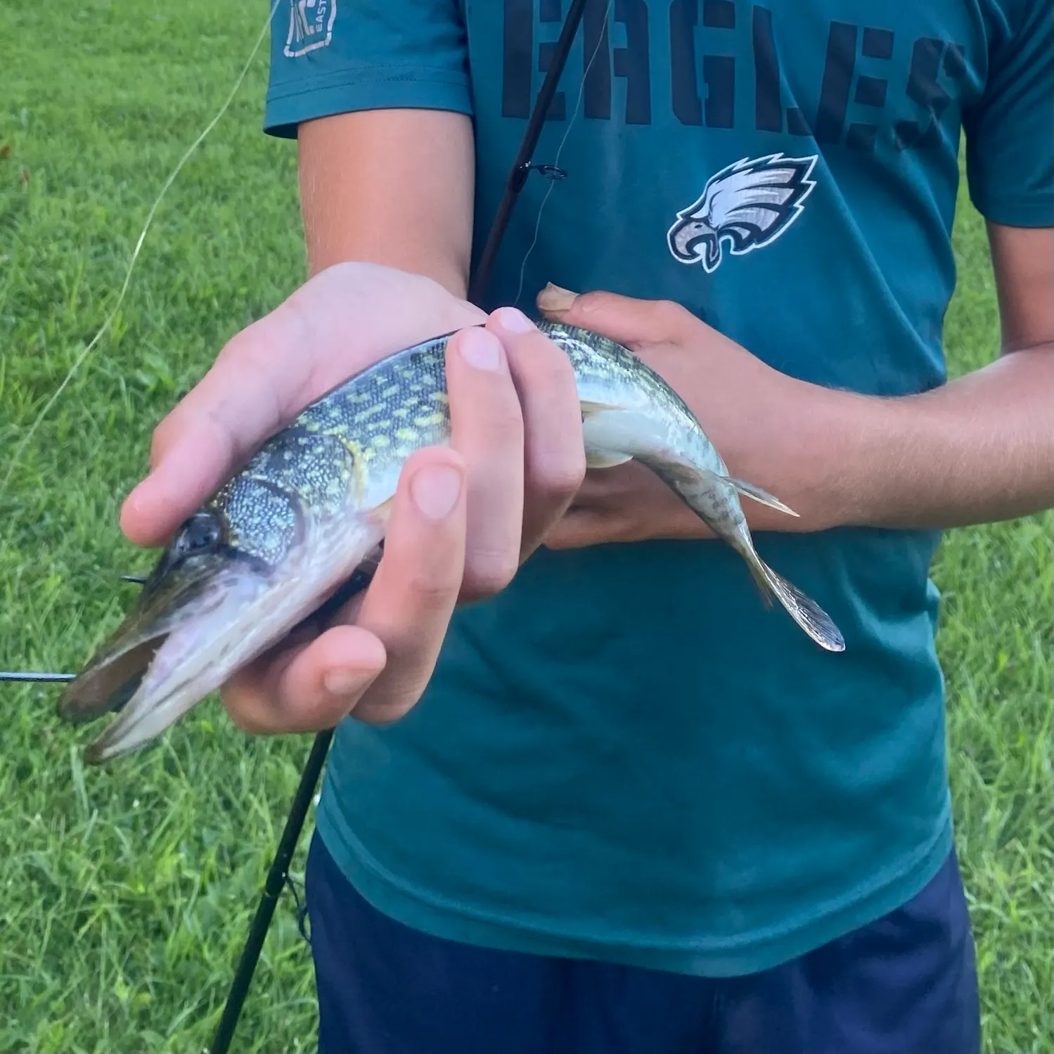 Chain pickerel caught on Fishbrain