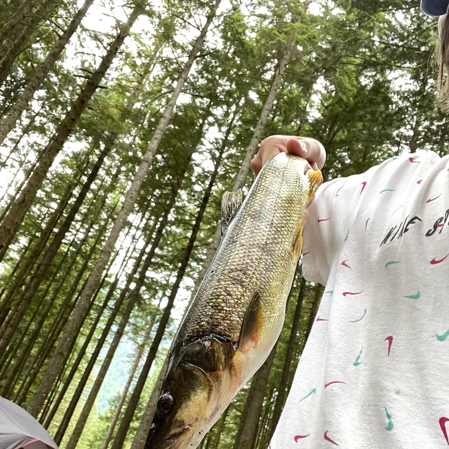 Eyetail bowfin caught on Fishbrain