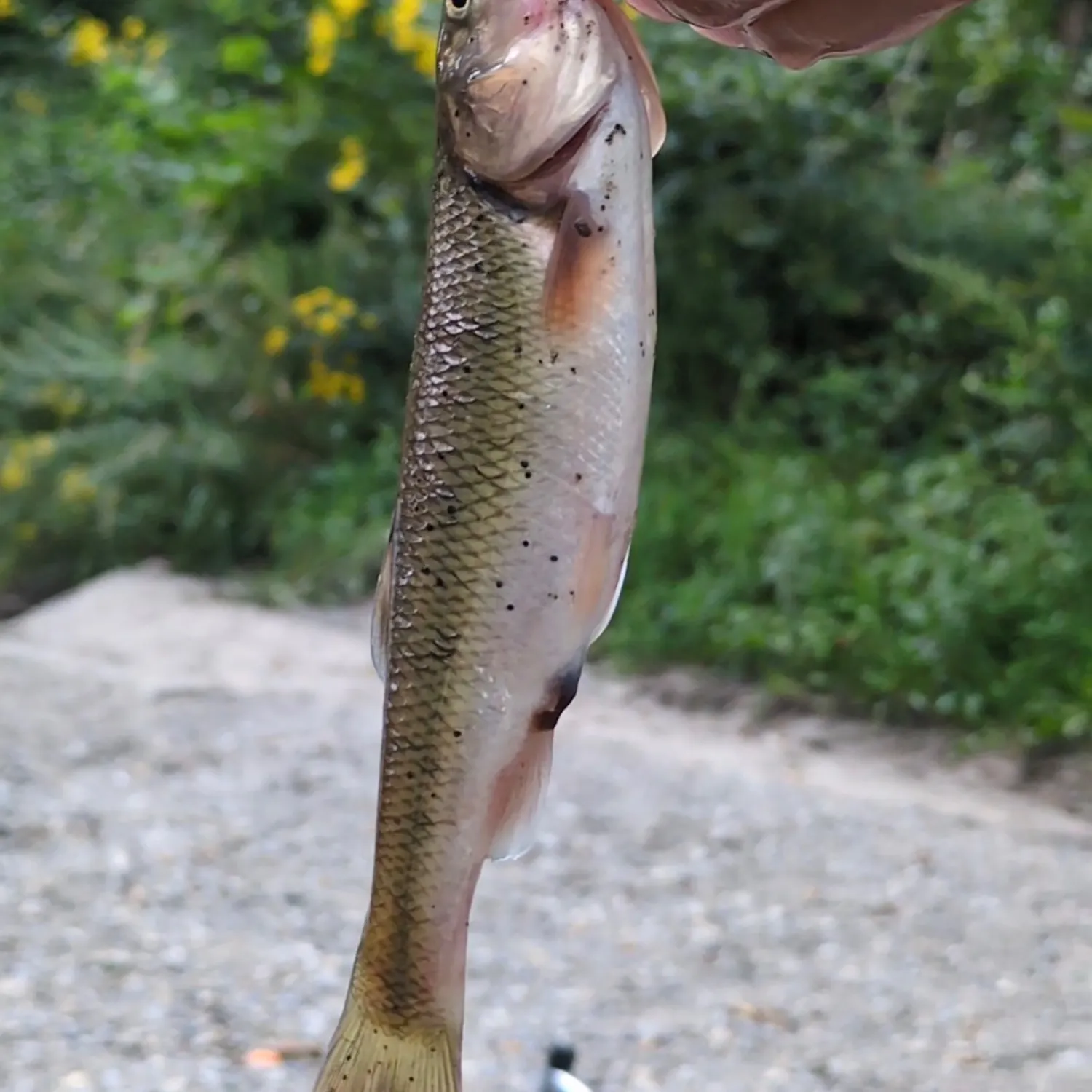 Creek chub caught on Fishbrain