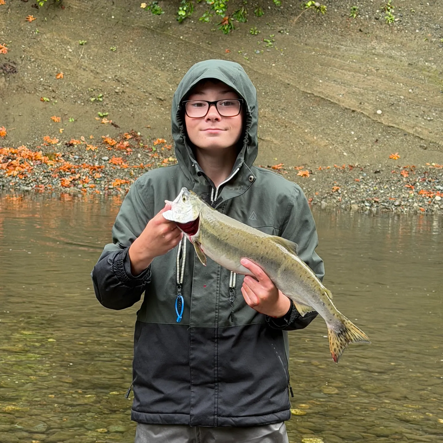 Pink salmon caught on Fishbrain