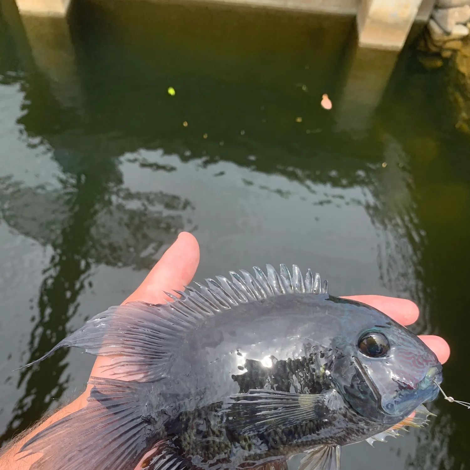 The most popular recent Banded cichlid catch on Fishbrain