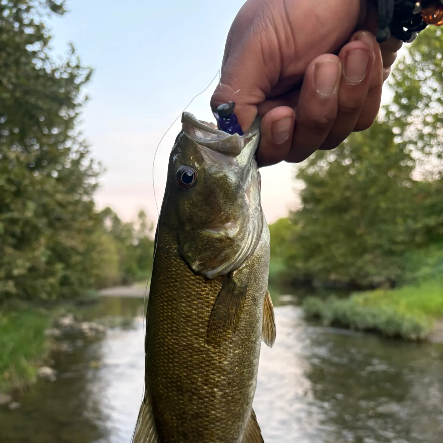 Smallmouth bass caught on Fishbrain
