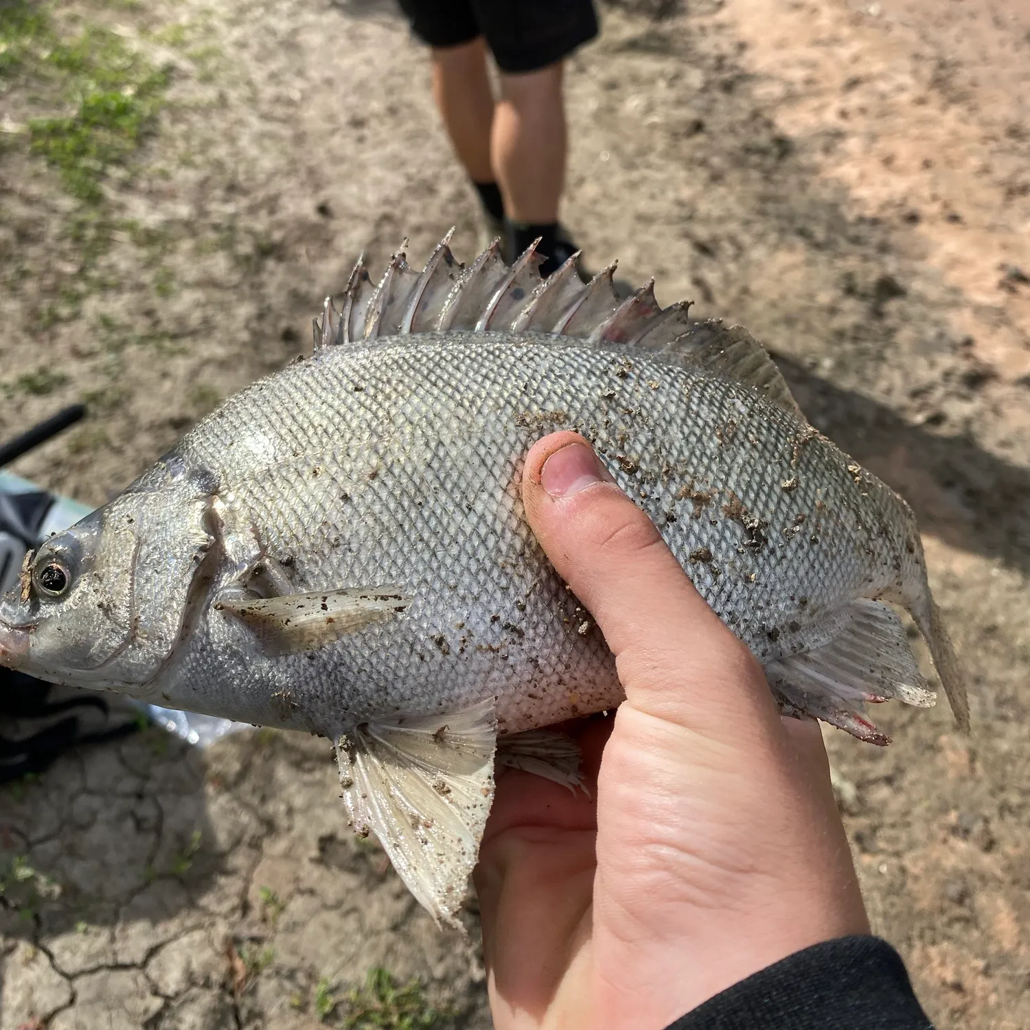 The most recent Bidyan perch catches on Fishbrain