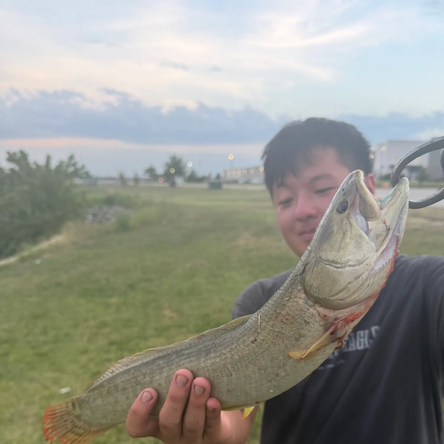 Eyetail bowfin caught on Fishbrain