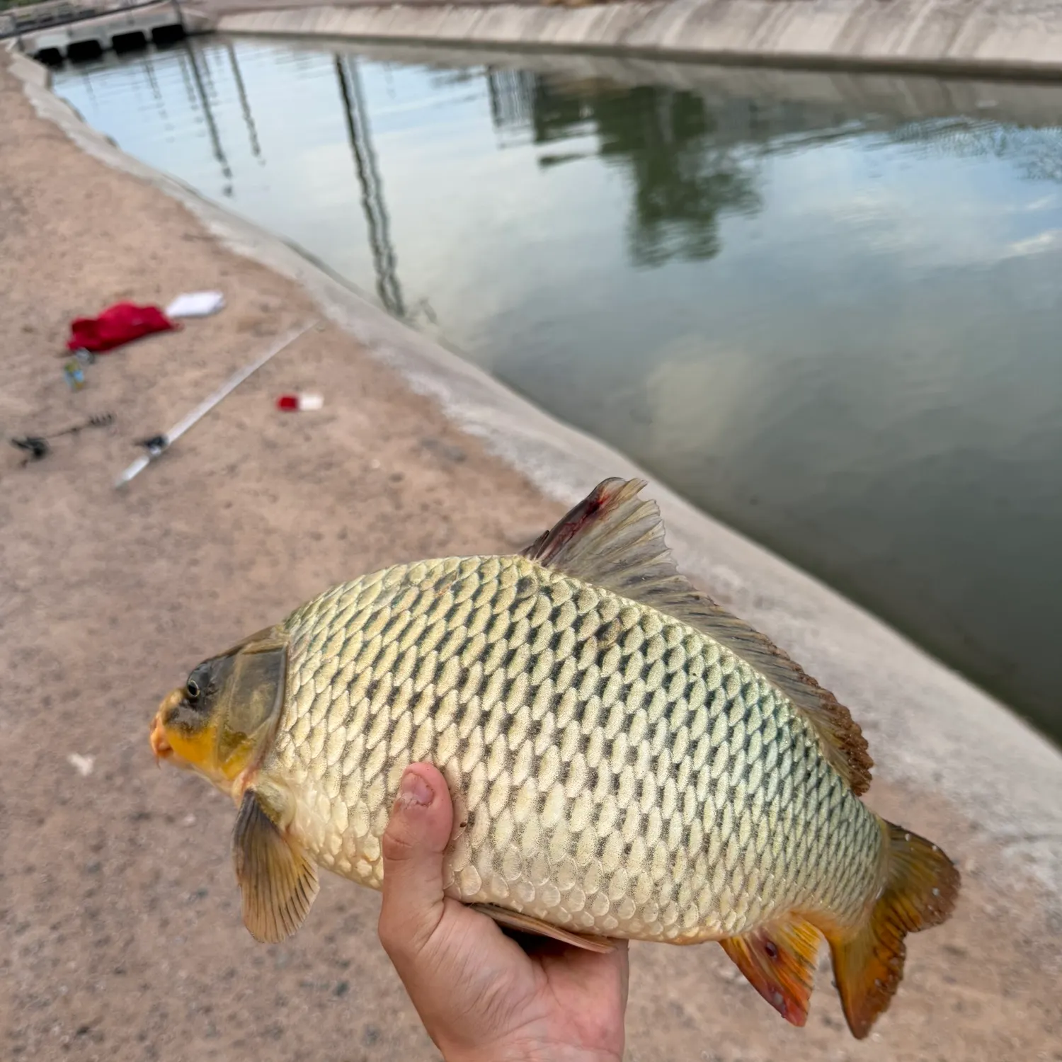 Common carp caught on Fishbrain