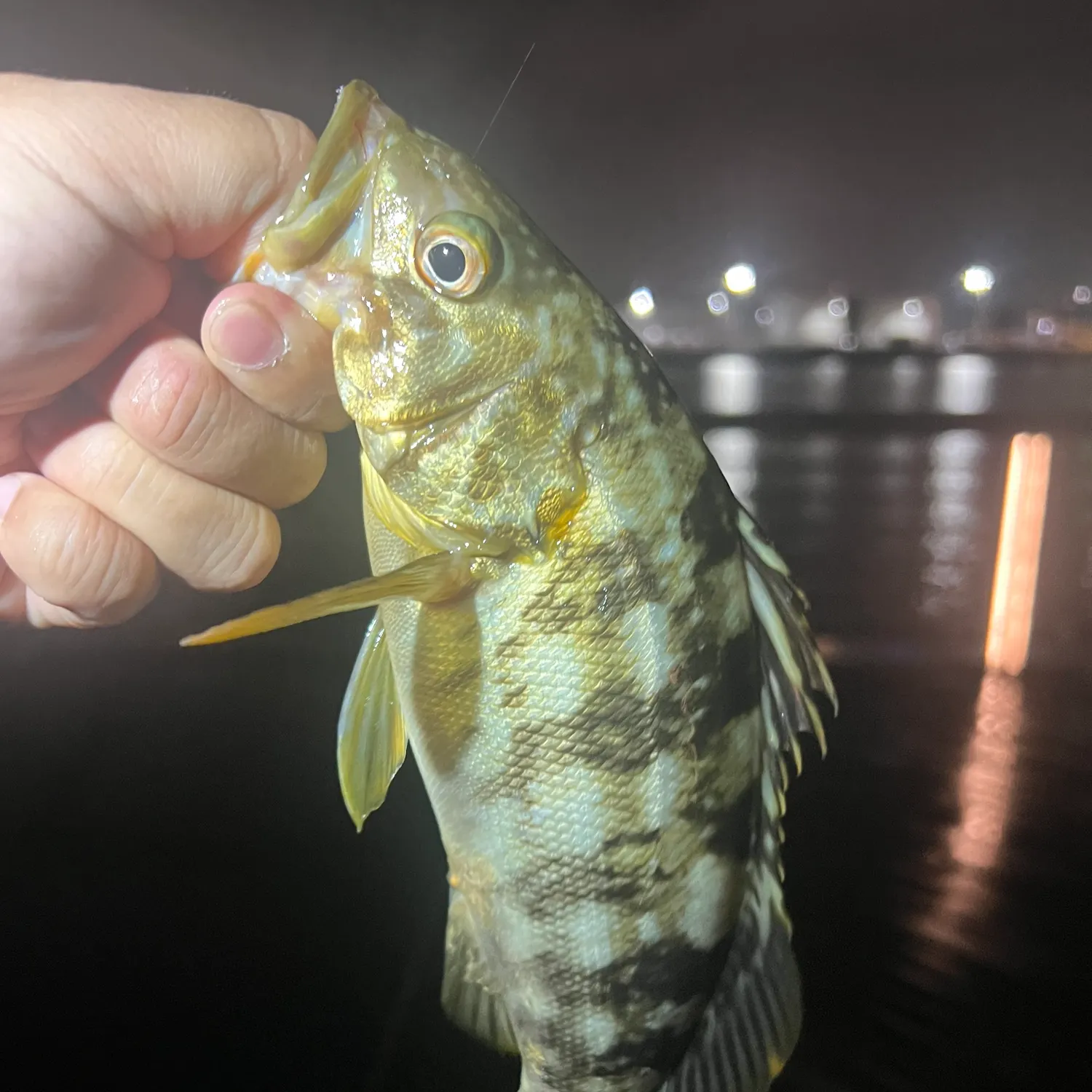 Kelp bass caught on Fishbrain