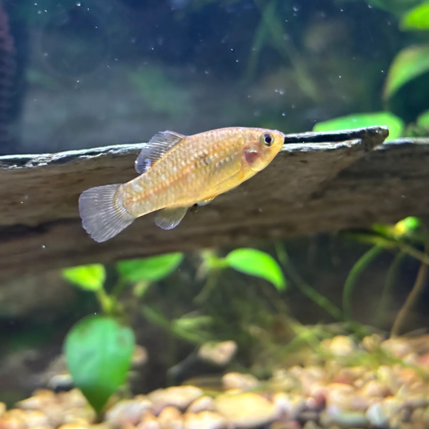 The most recent Flagfish catches on Fishbrain