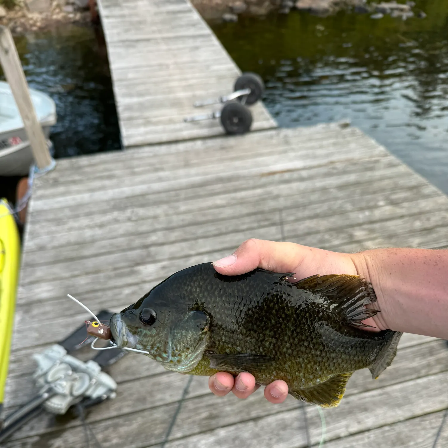 recently logged catches