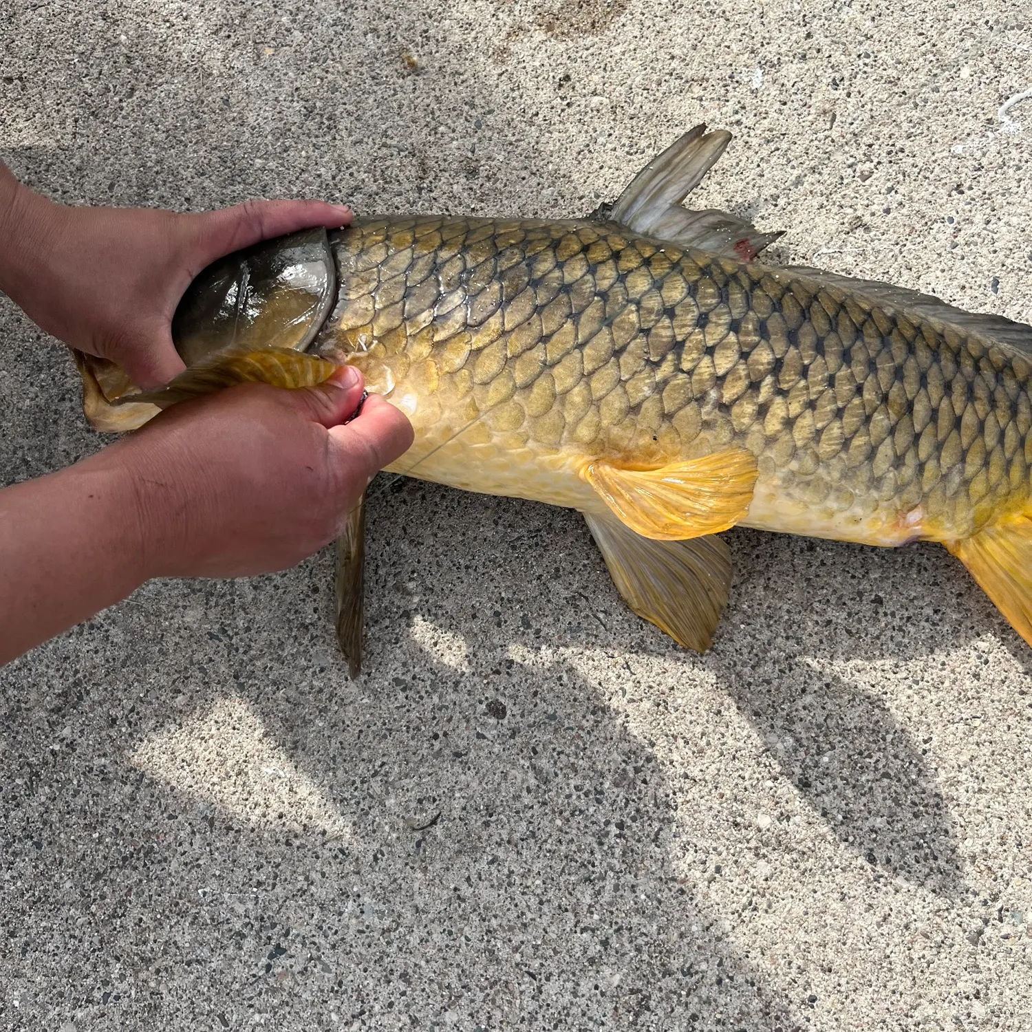 catch