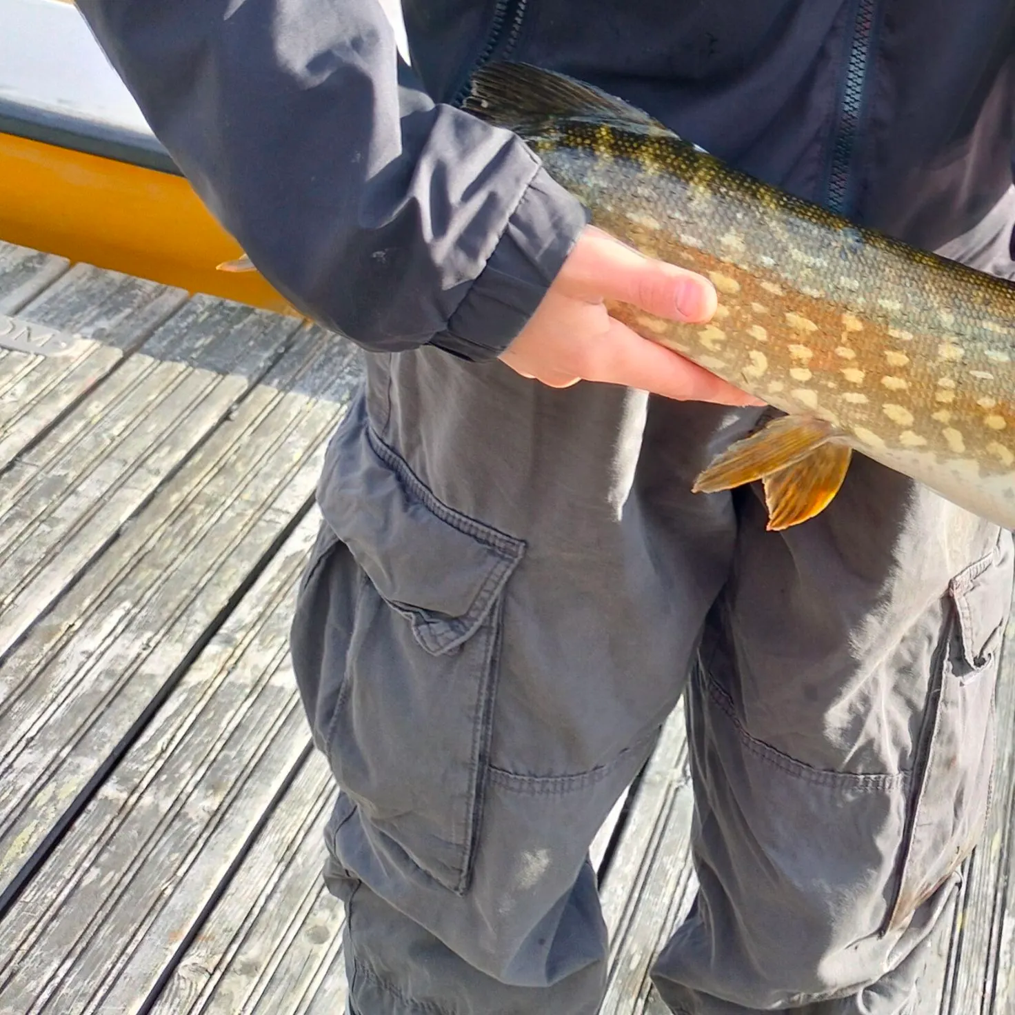 Northern pike caught on Fishbrain