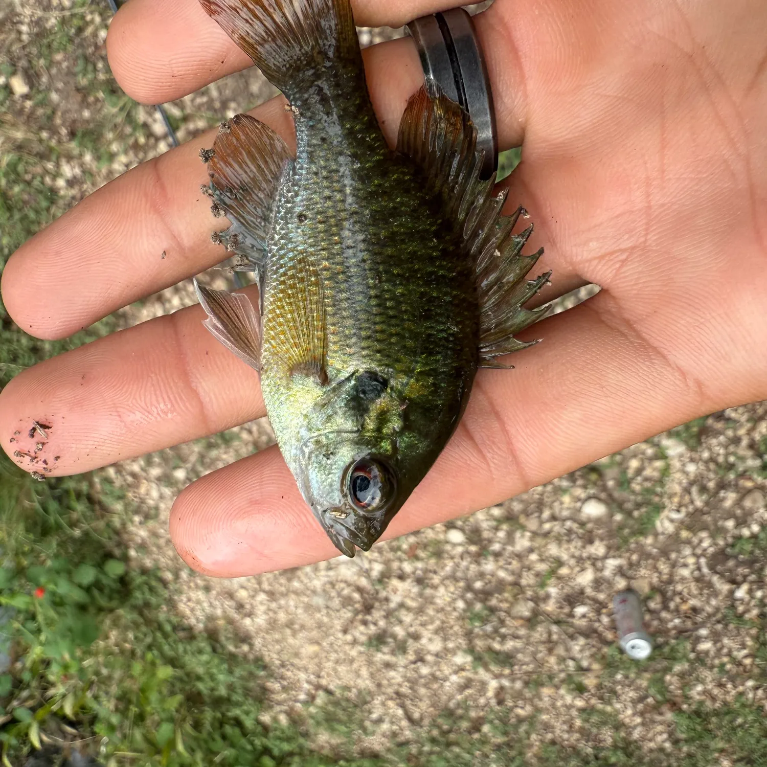 Redspotted sunfish caught on Fishbrain