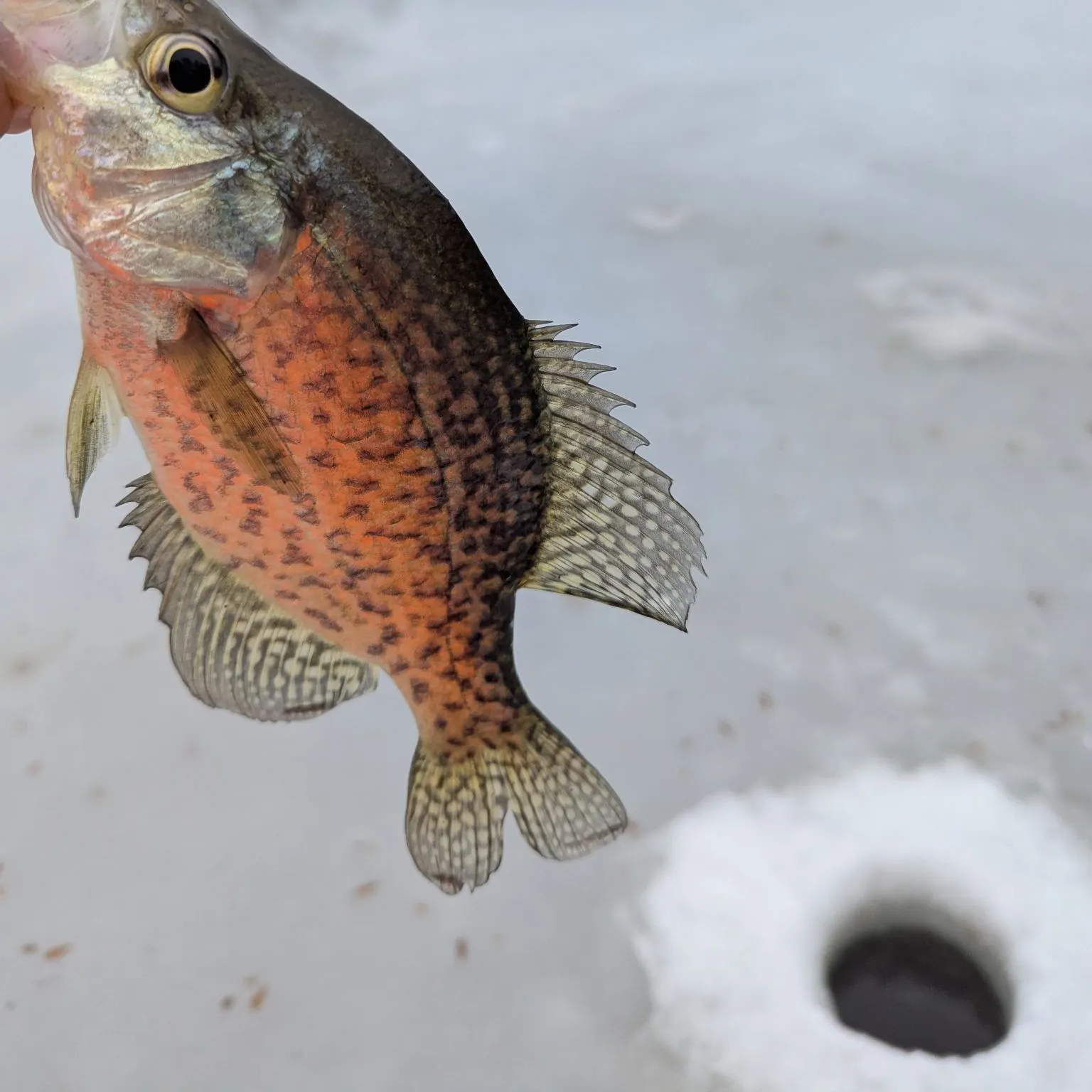 The most recent White crappie catches on Fishbrain