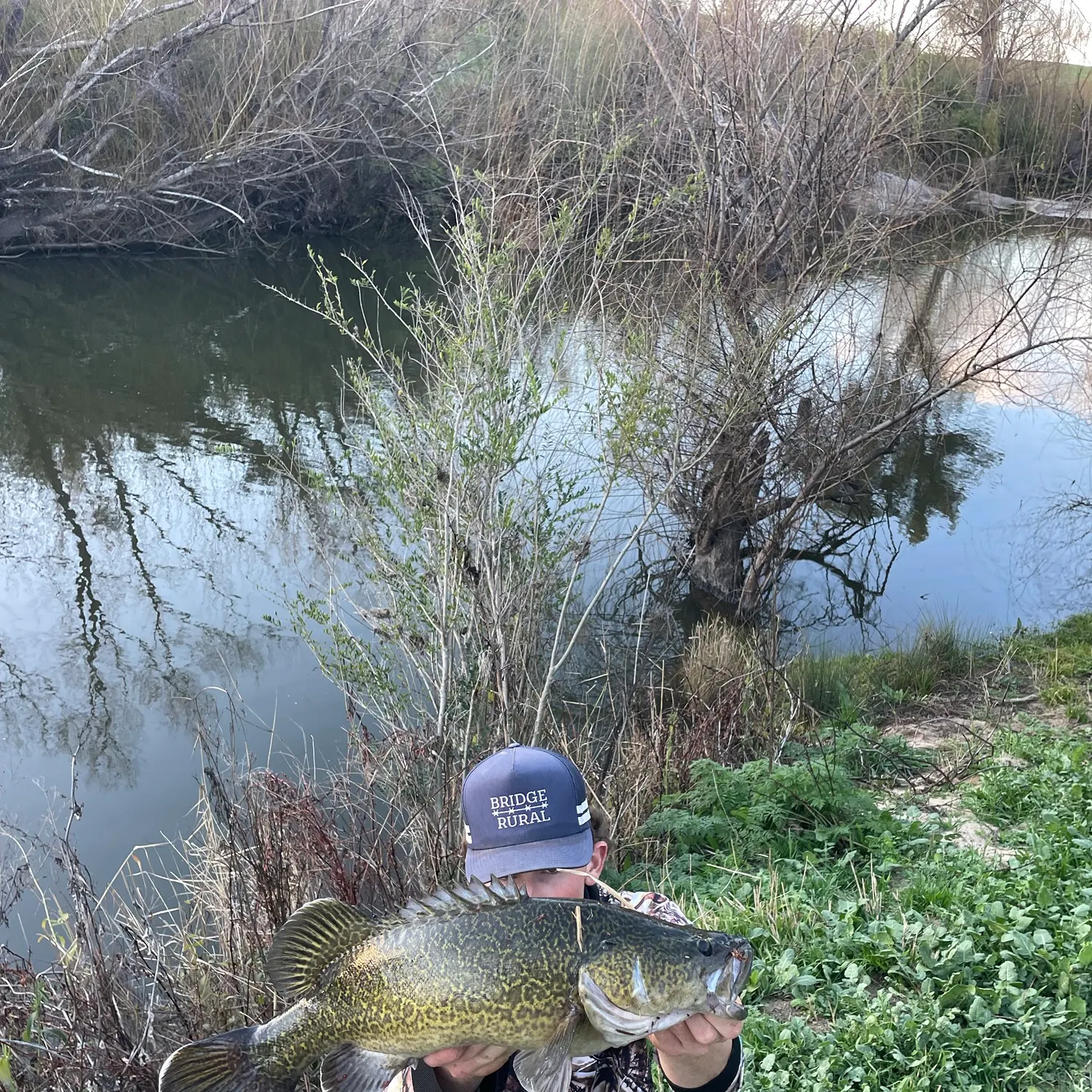 Murray cod caught on Fishbrain