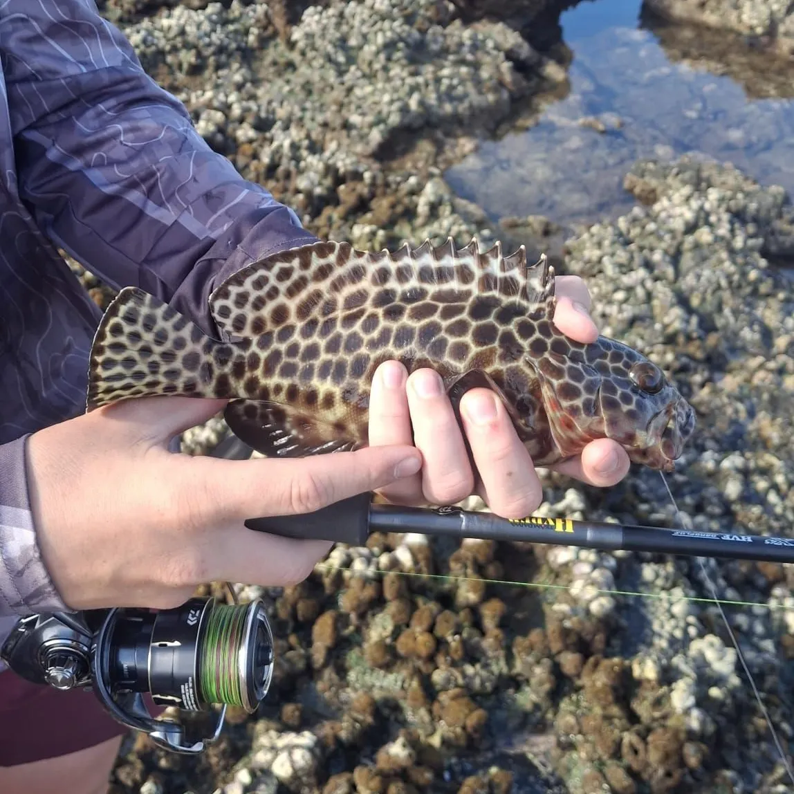 Orange-spotted grouper caught on Fishbrain