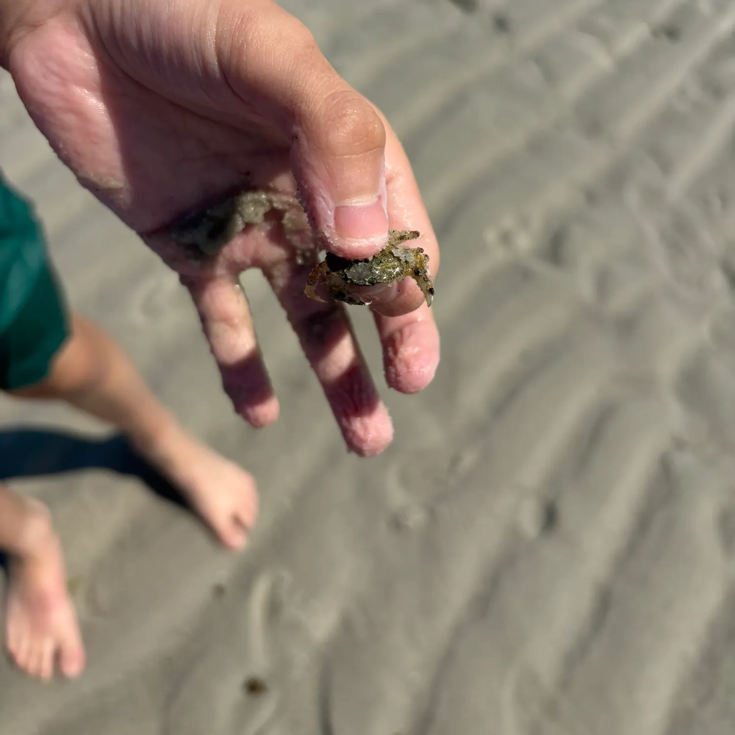 The most recent Asian shore crab catches on Fishbrain