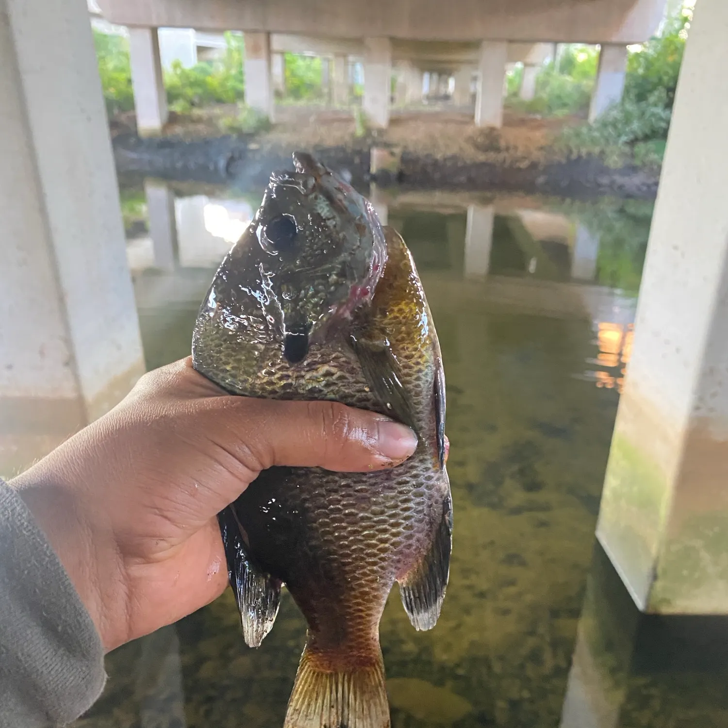 Bluegill caught on Fishbrain