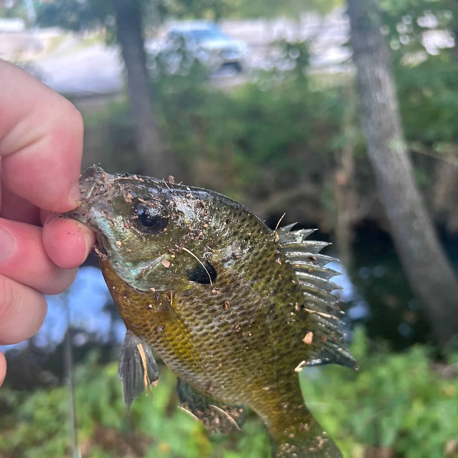 Bluegill caught on Fishbrain