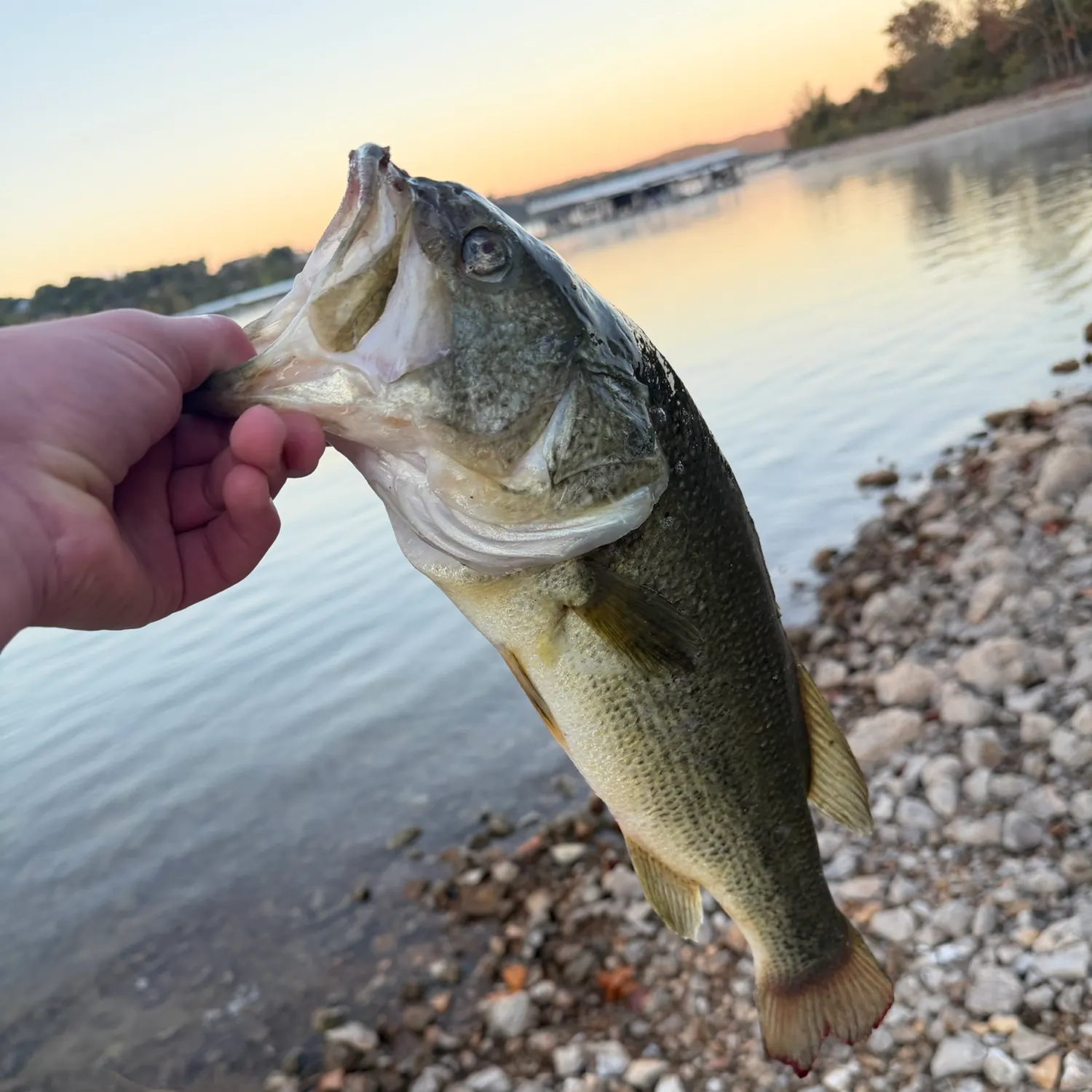 Largemouth bass caught on Fishbrain