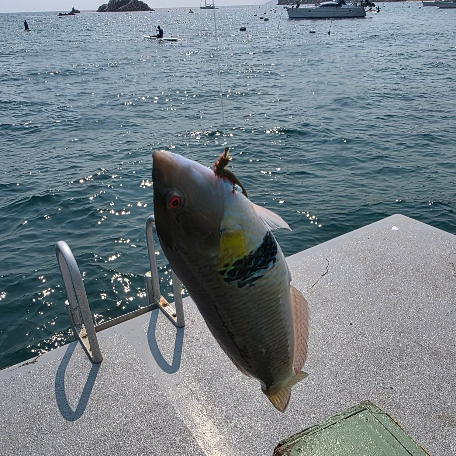 The most recent Rock wrasse catches on Fishbrain