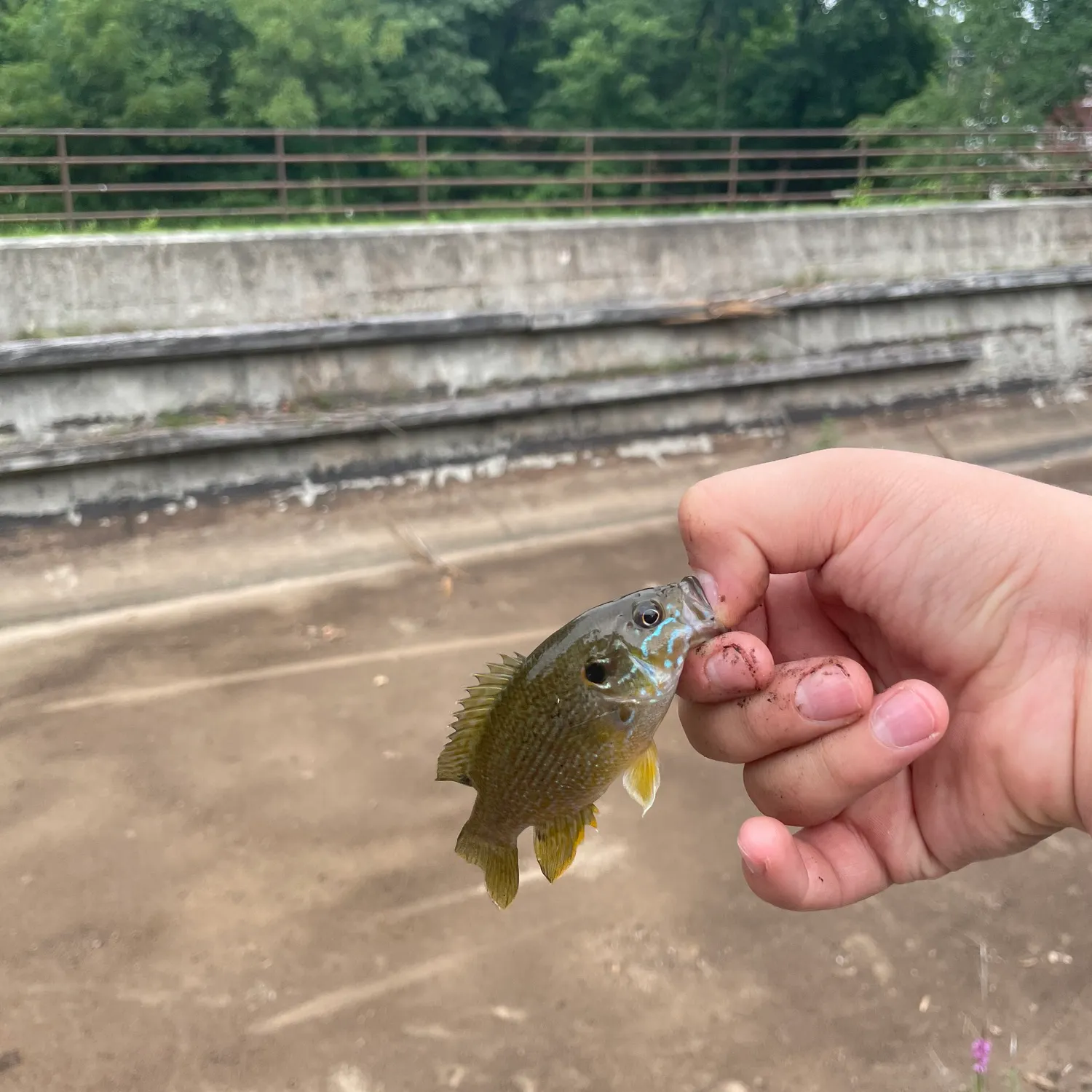 Green sunfish caught on Fishbrain