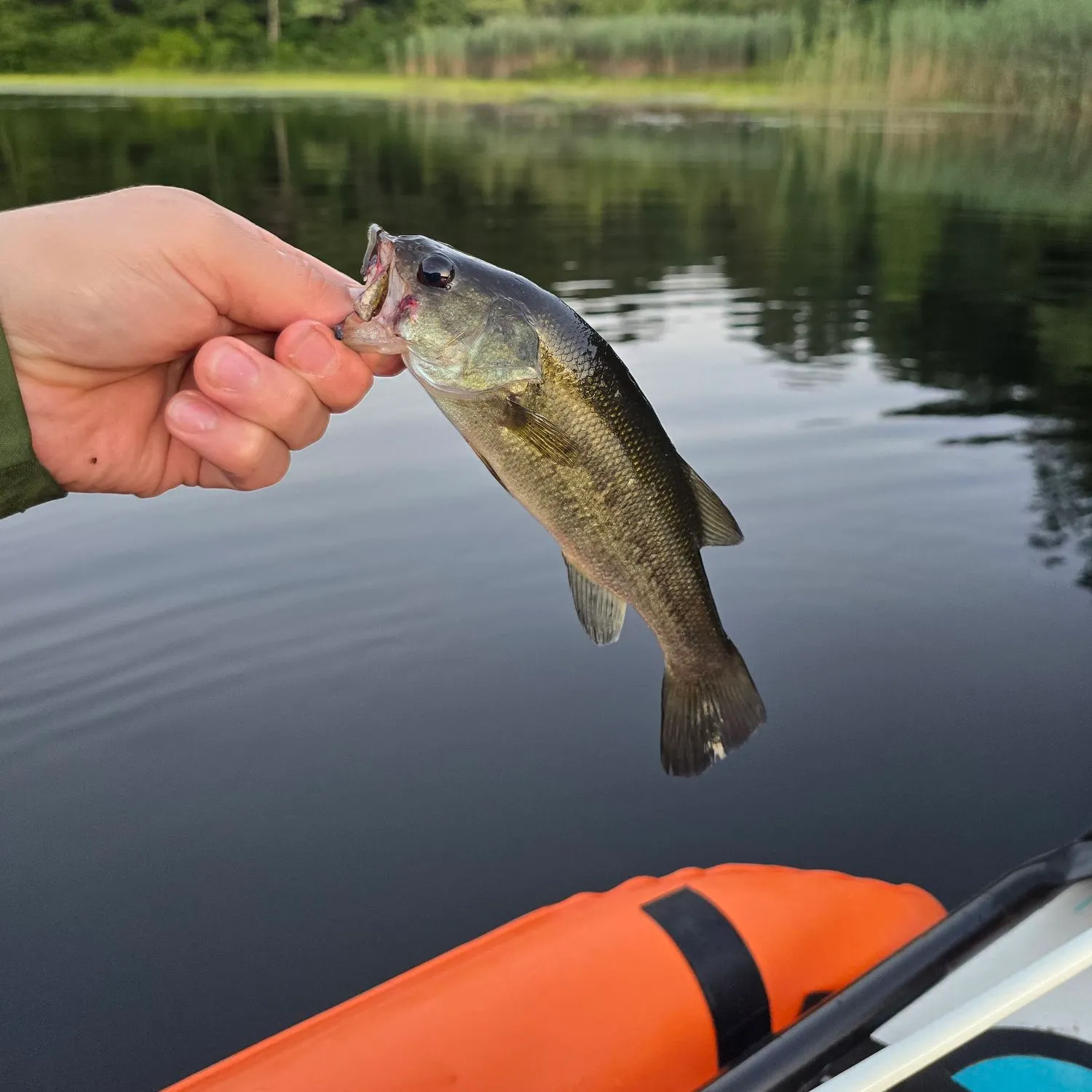 Largemouth bass caught on Fishbrain