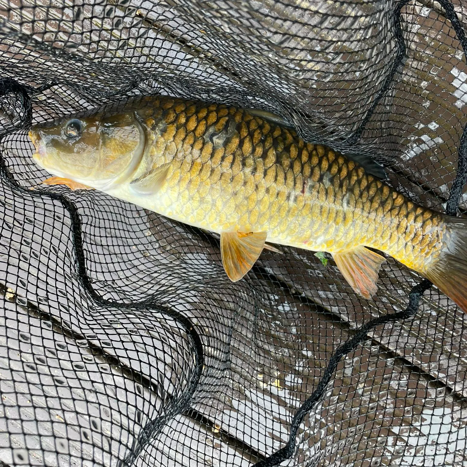 Common carp caught on Fishbrain