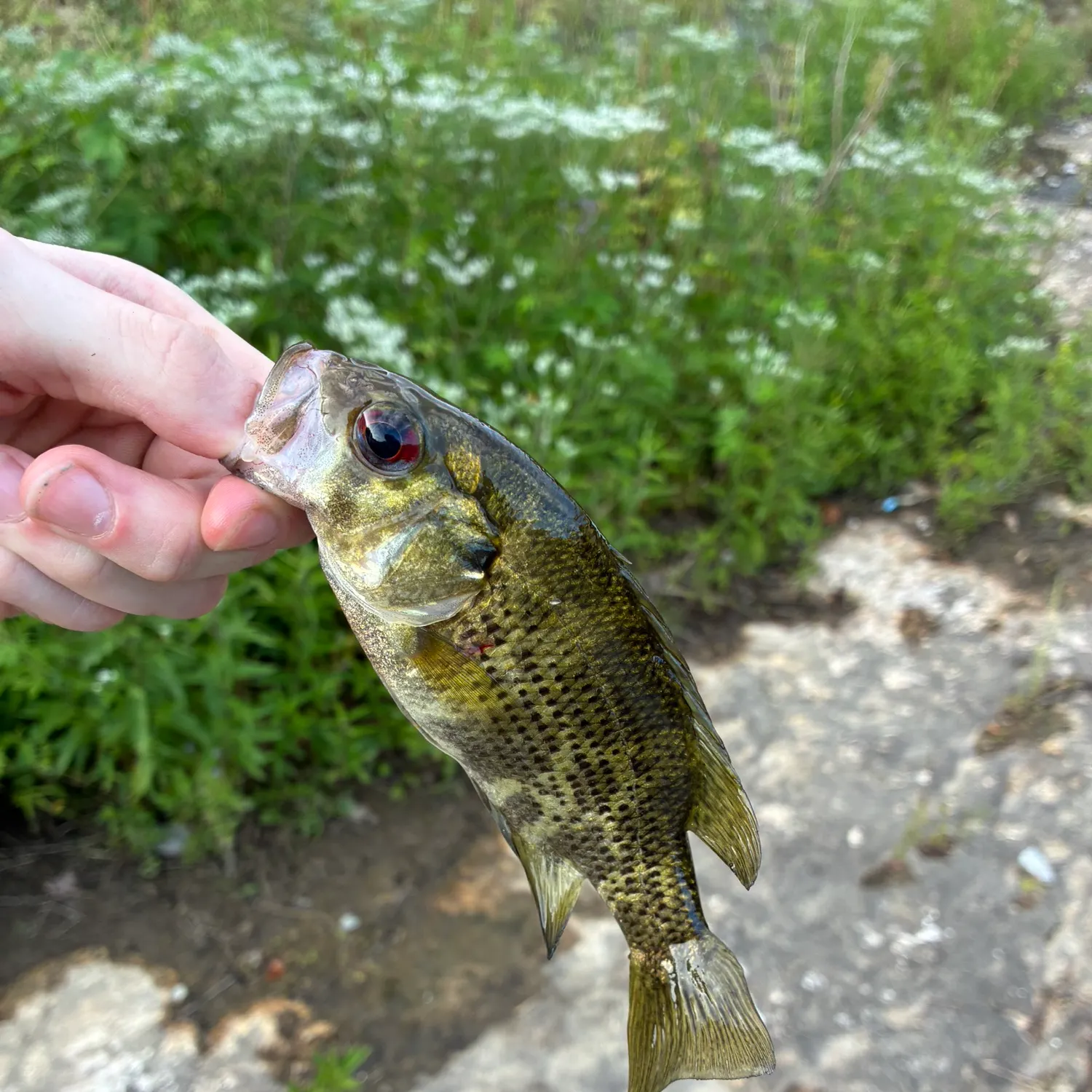 Rock bass caught on Fishbrain