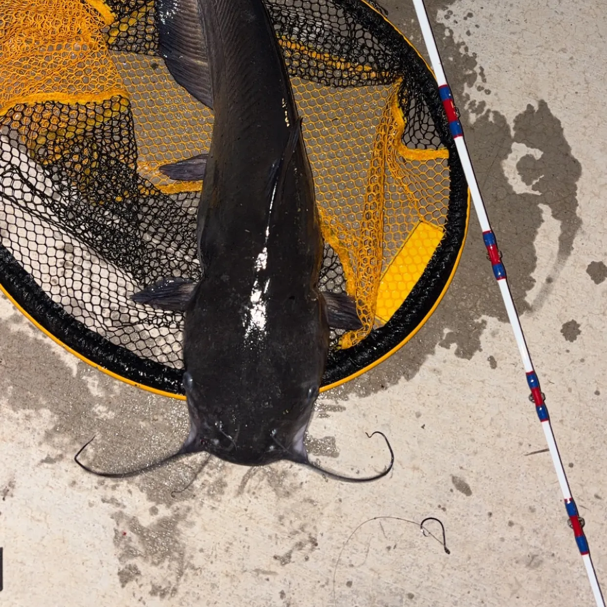 Channel catfish caught on Fishbrain