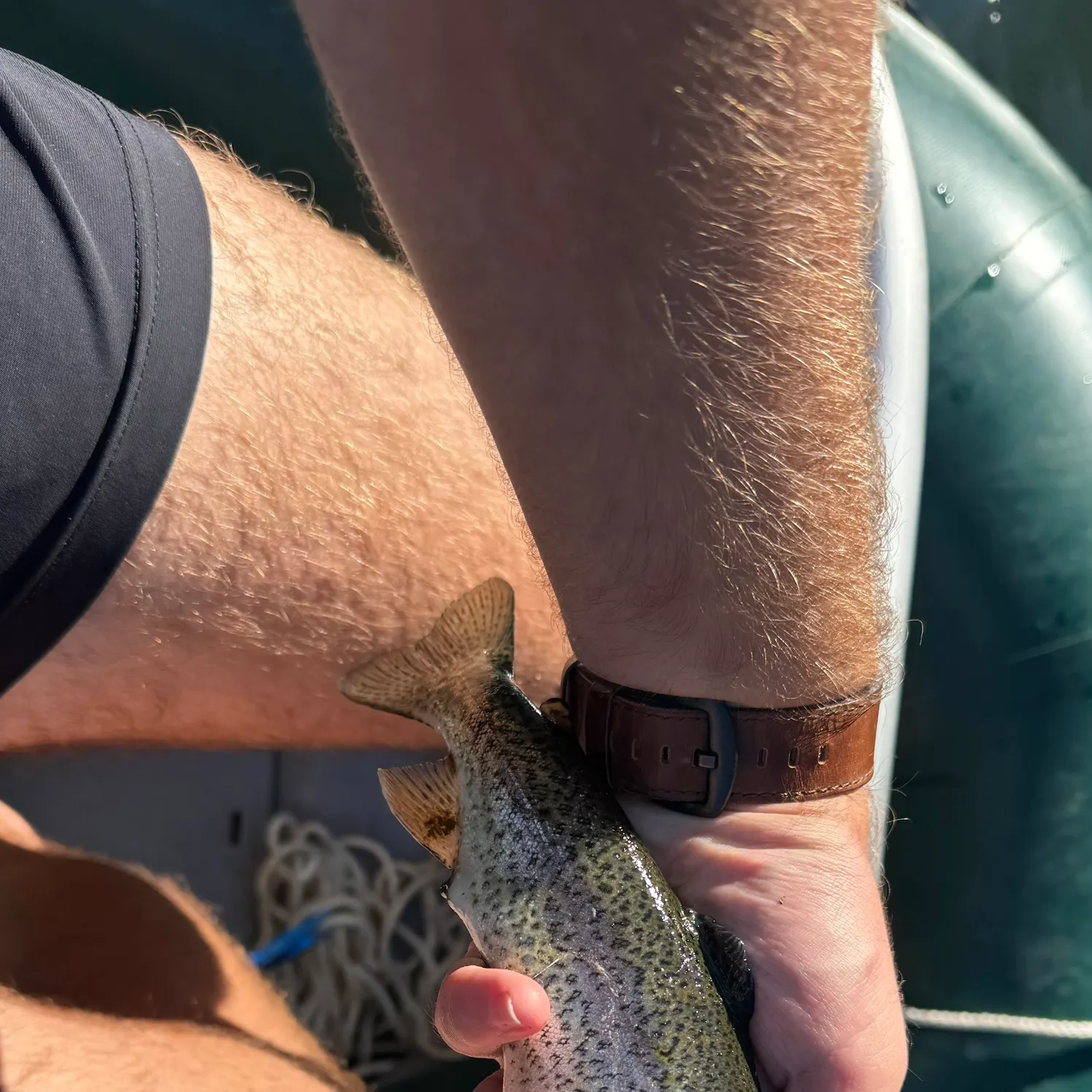 Rainbow trout caught on Fishbrain