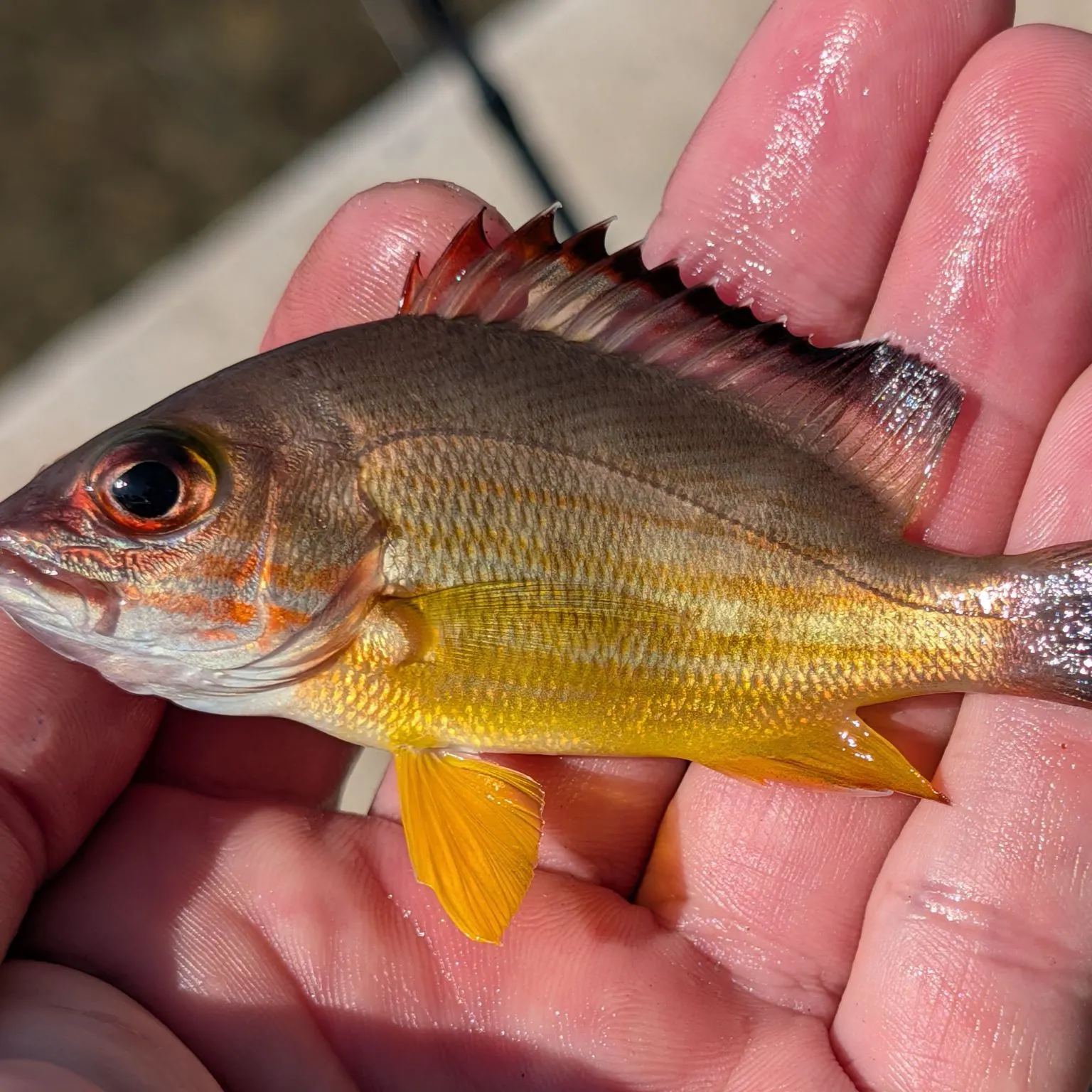 The most recent Blacktail snapper catches on Fishbrain